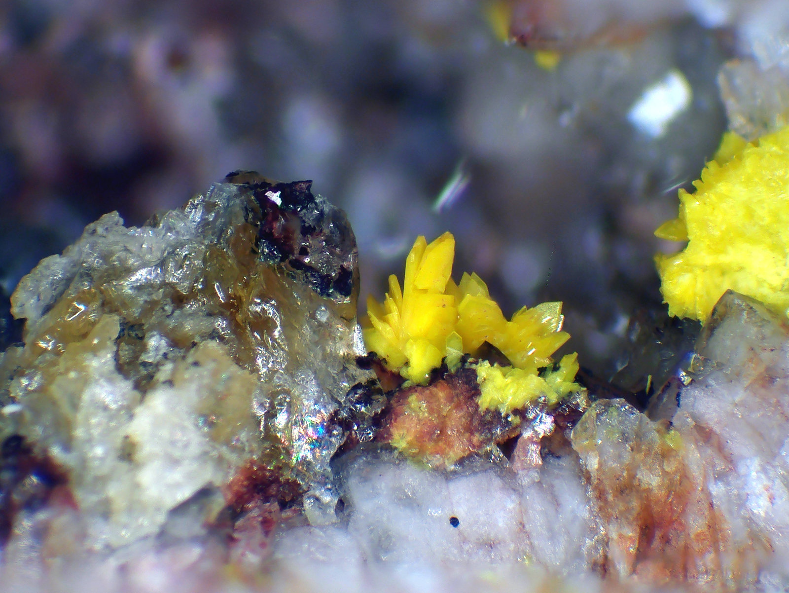 Bergenita
Cristales de hasta 2 mm.
(Autor: Antonio P. López)