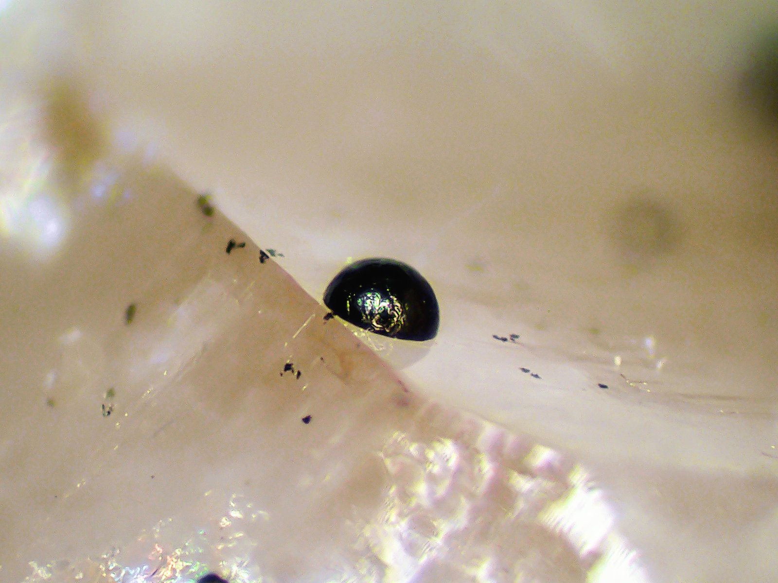 Pseudomalaquita, Cuarzo
Cristal de 1 mm.
(Autor: Antonio P. López)