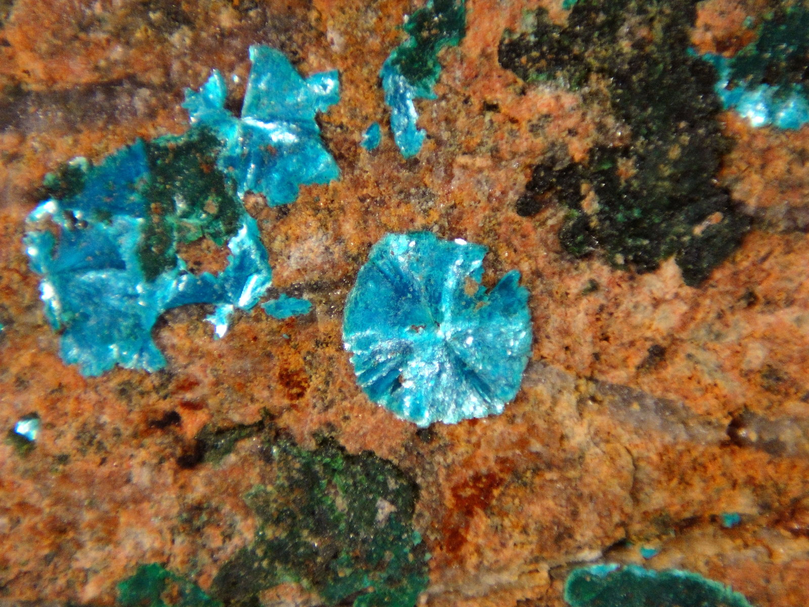 Sampleíta
Campo de visión 3 cm.
(Autor: Antonio P. López)