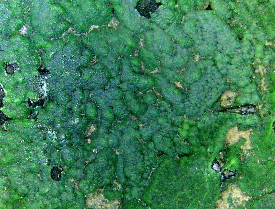 Conichalcita (Conicalcita)
Campo de visión 12 mm.
(Autor: Antonio P. López)
