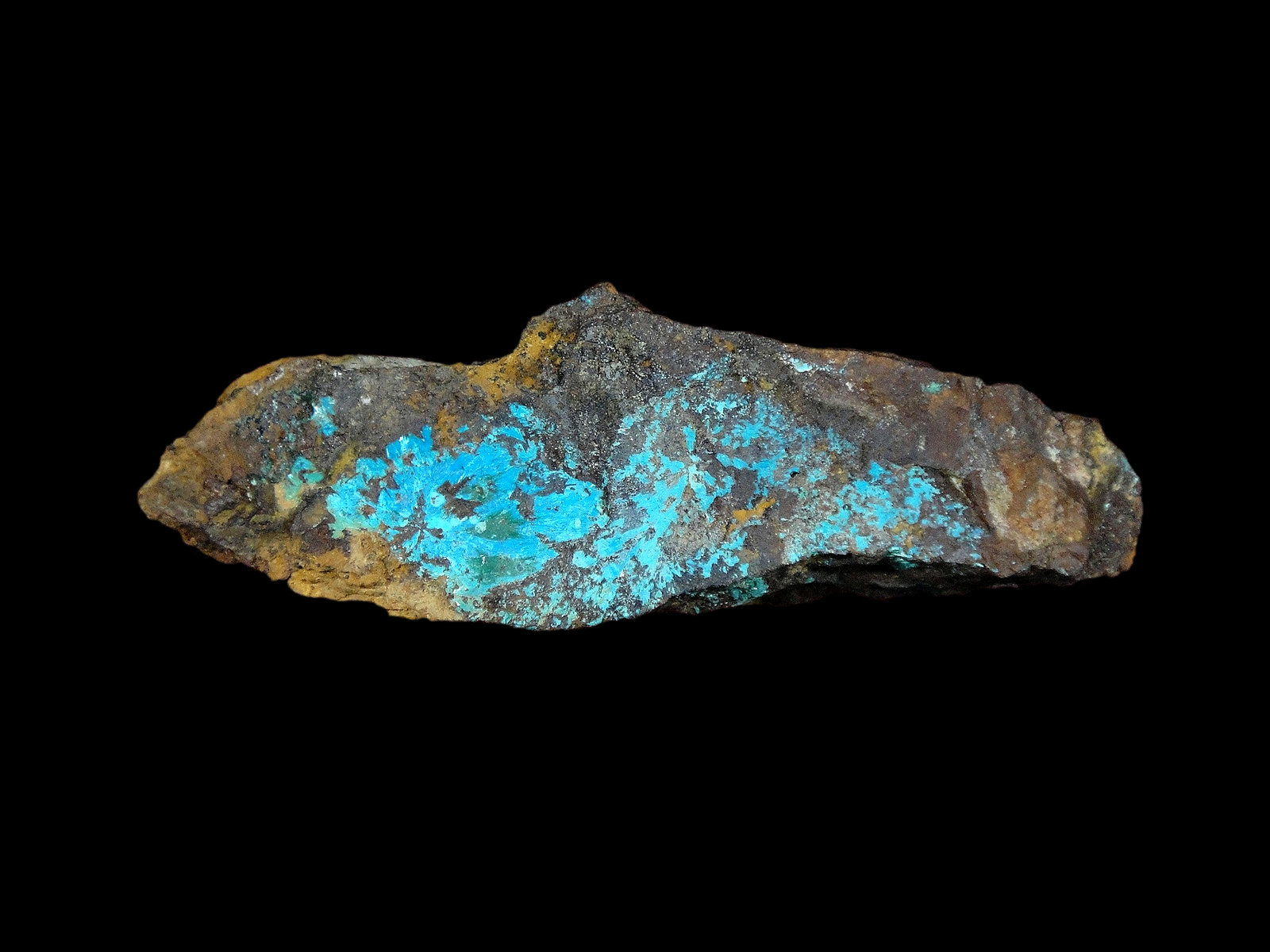 Lavendulana
5 x 2,5 cm.
(Autor: Antonio P. López)