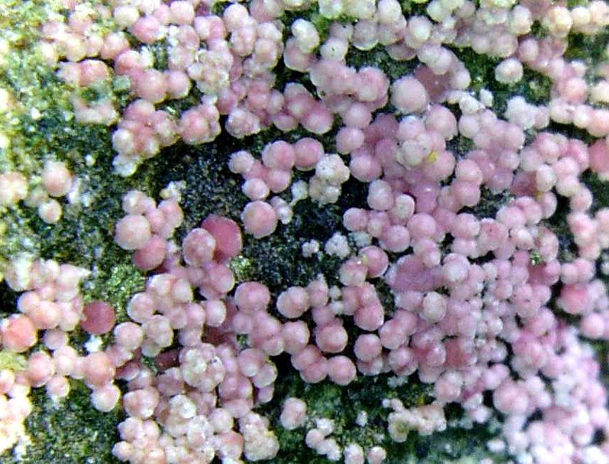 Hörnesita
Campo de visión 6 mm.
(Autor: Antonio P. López)