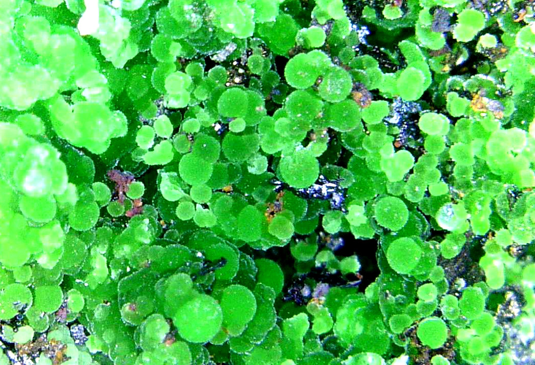Conichalcita (Conicalcita)
Campo de visión 10 mm.
(Autor: Antonio P. López)