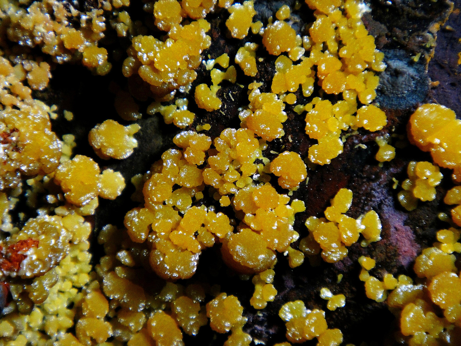Mimetita
Campo de visión 3,5 cm.
(Autor: Antonio P. López)