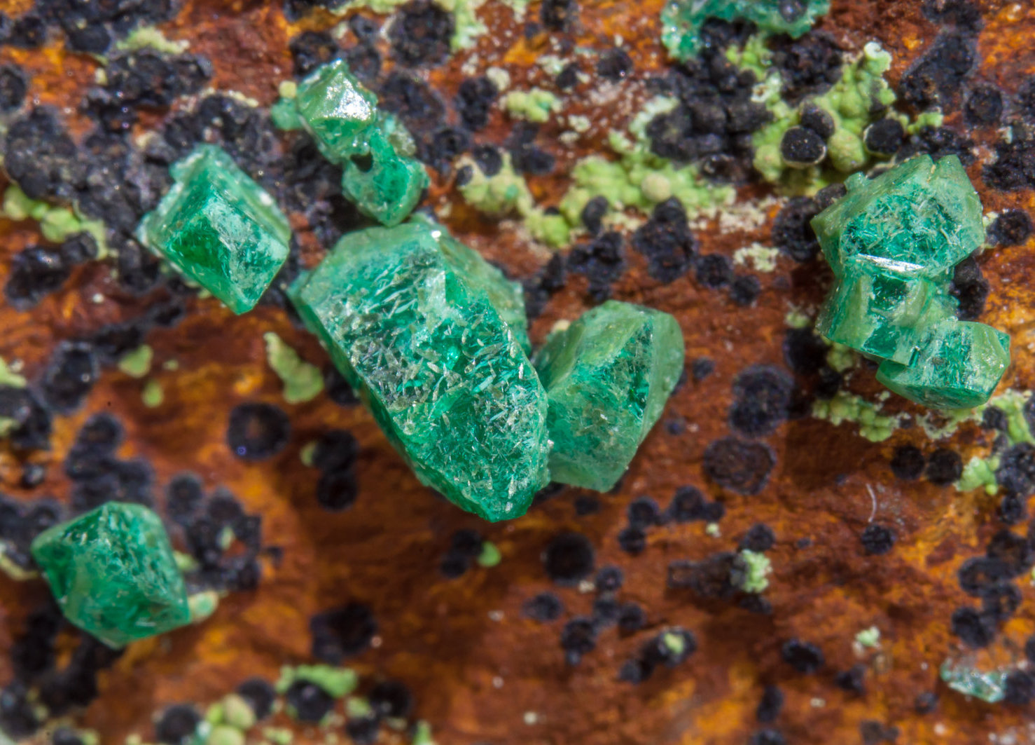 Euchroíta
Campo de visión 2 cm.
(Autor: Antonio P. López)