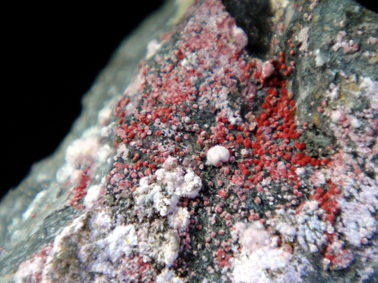 Picrofarmacolita [Picropharmacolite]
Campo de visión 2 cm.
(Autor: Antonio P. López)