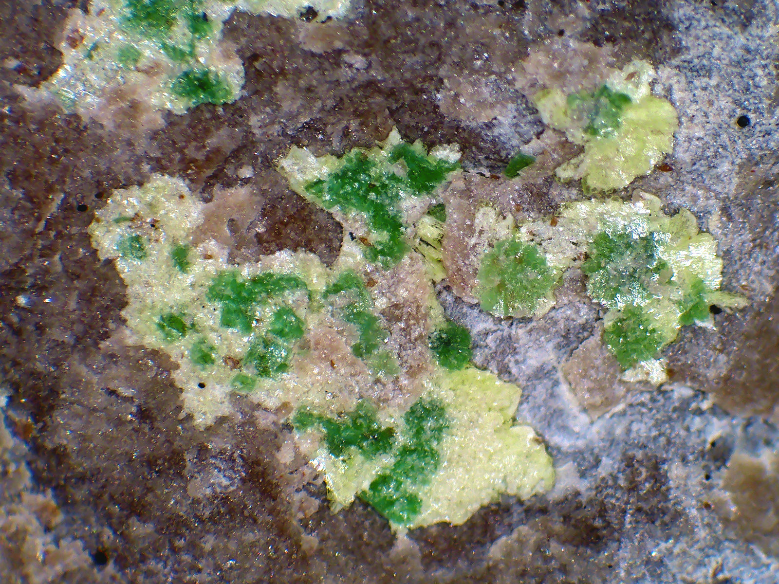 Heinrichita, Metaheinrichita, Abernathyita
Campo de visión 5 mm.
(Autor: Antonio P. López)