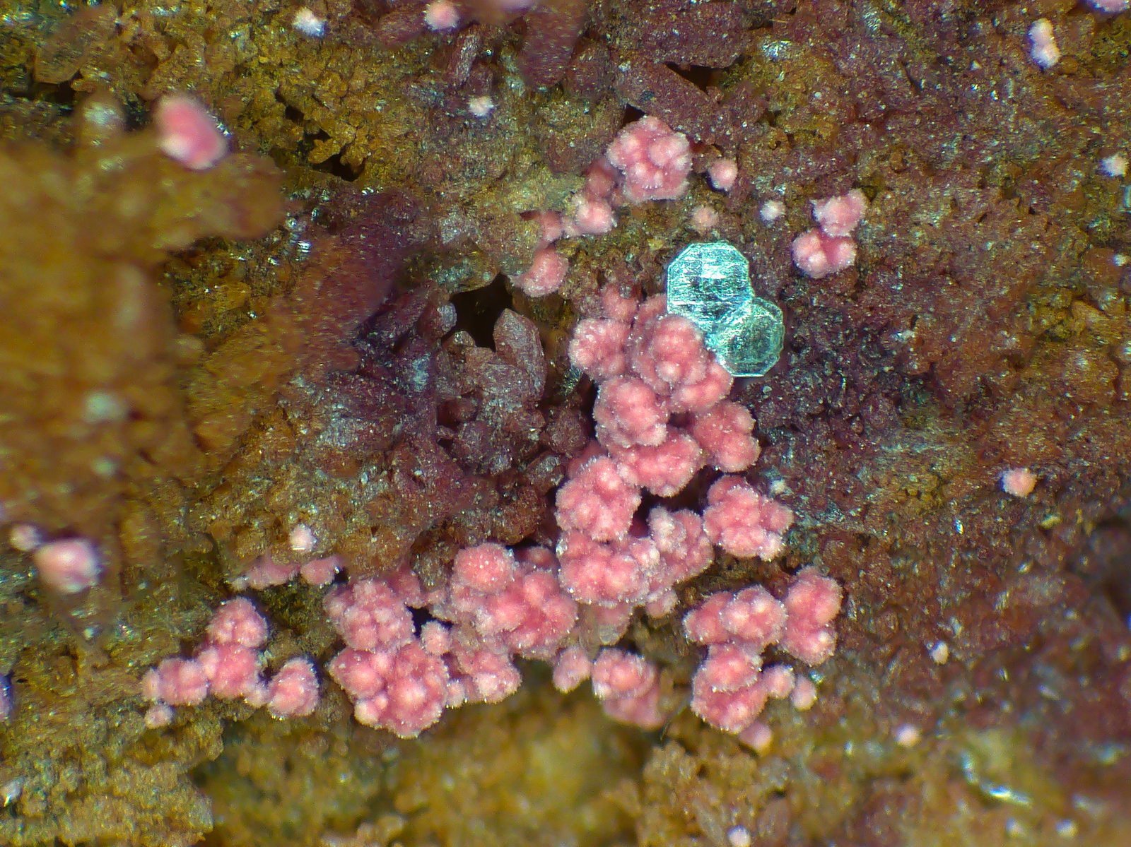 Heinrichita, Eritrita
Campo de visión 3 mm.
(Autor: Antonio P. López)