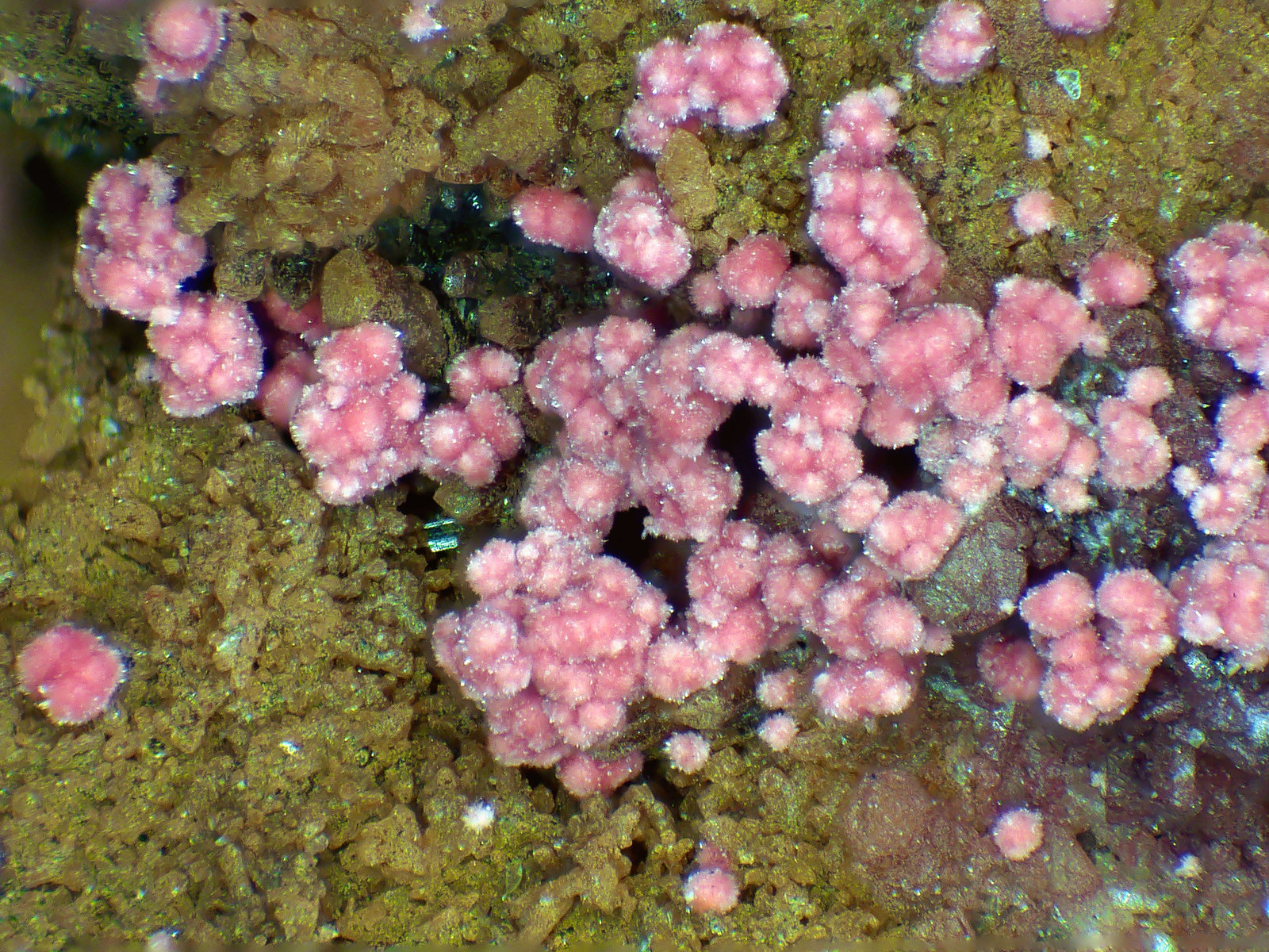Eritrita
Campo de visión 3 mm.
(Autor: Antonio P. López)