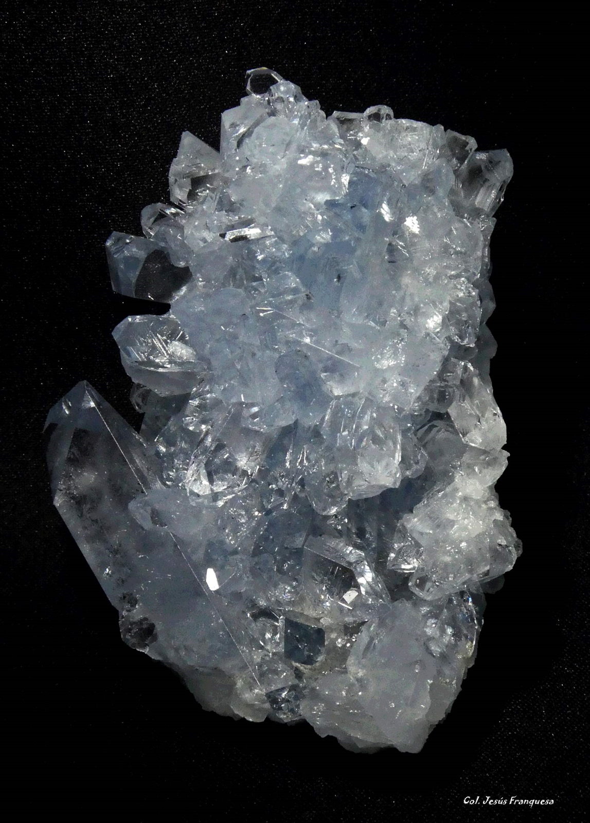 Celestina.
60x45 mm.
(Autor: Jesus Franquesa Baucells)