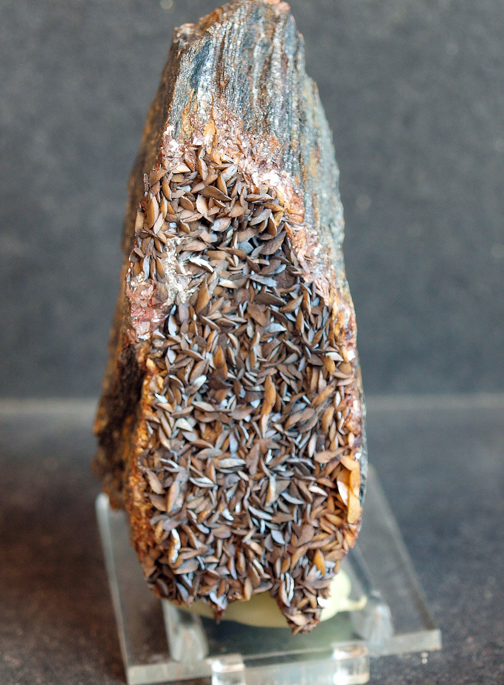 Siderita
7 x 3.5 cm
(Autor: Pedro Antonio)