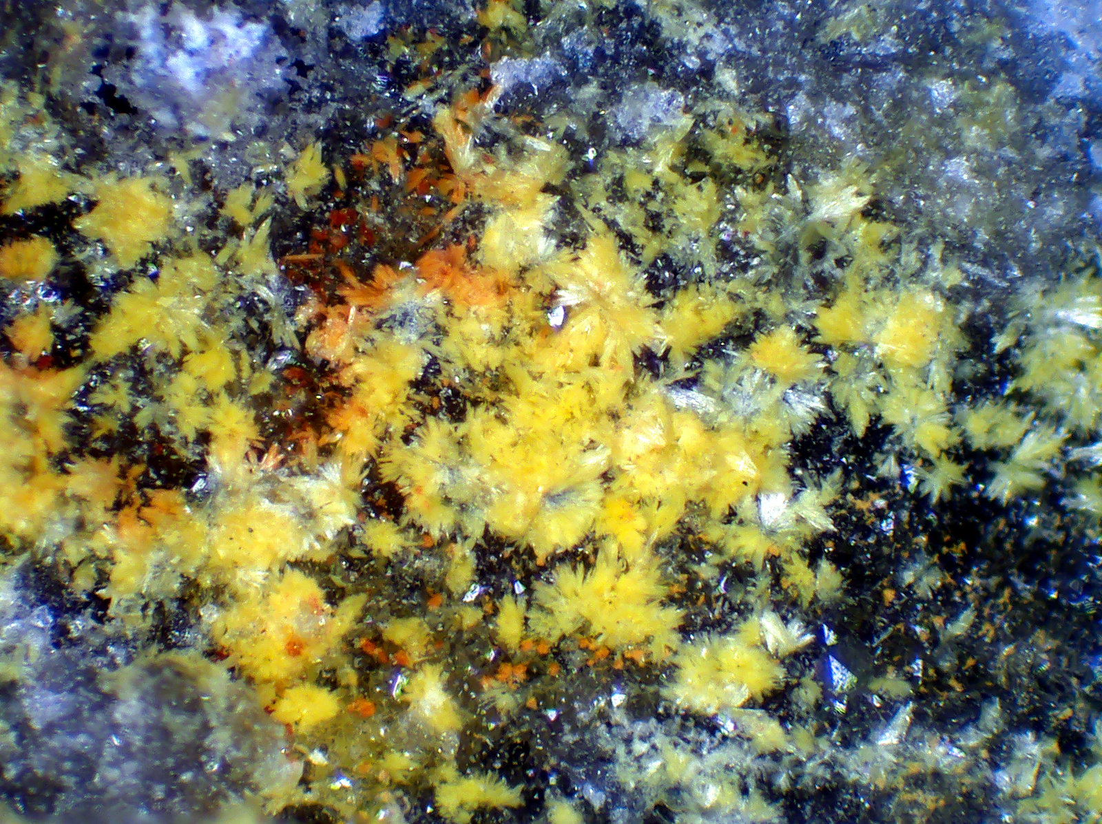 Kasolita
Campo de visión 2,5 mm.
(Autor: Antonio P. López)