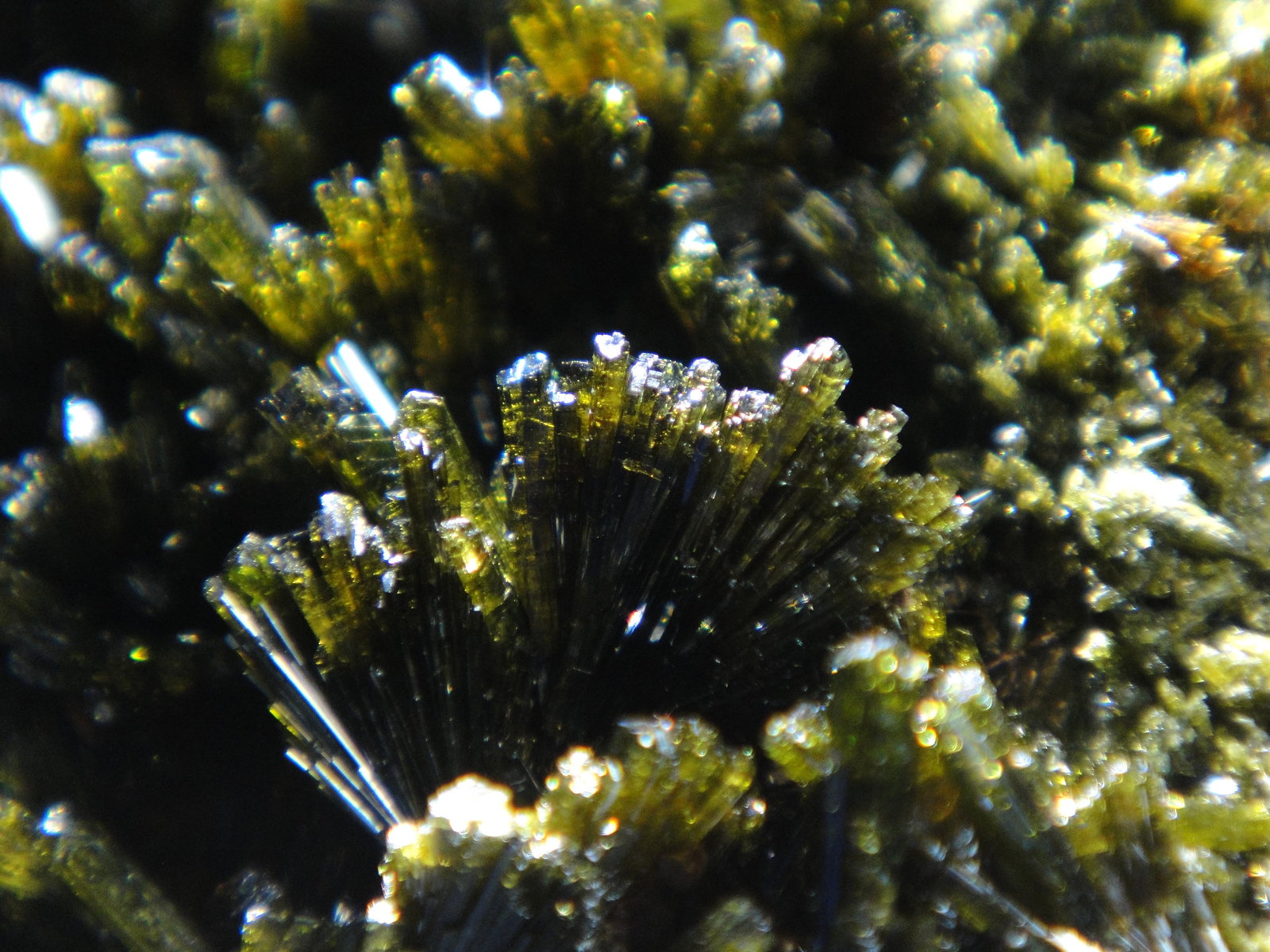 Epidota
Campo de visión 2 cm.
(Autor: Antonio P. López)