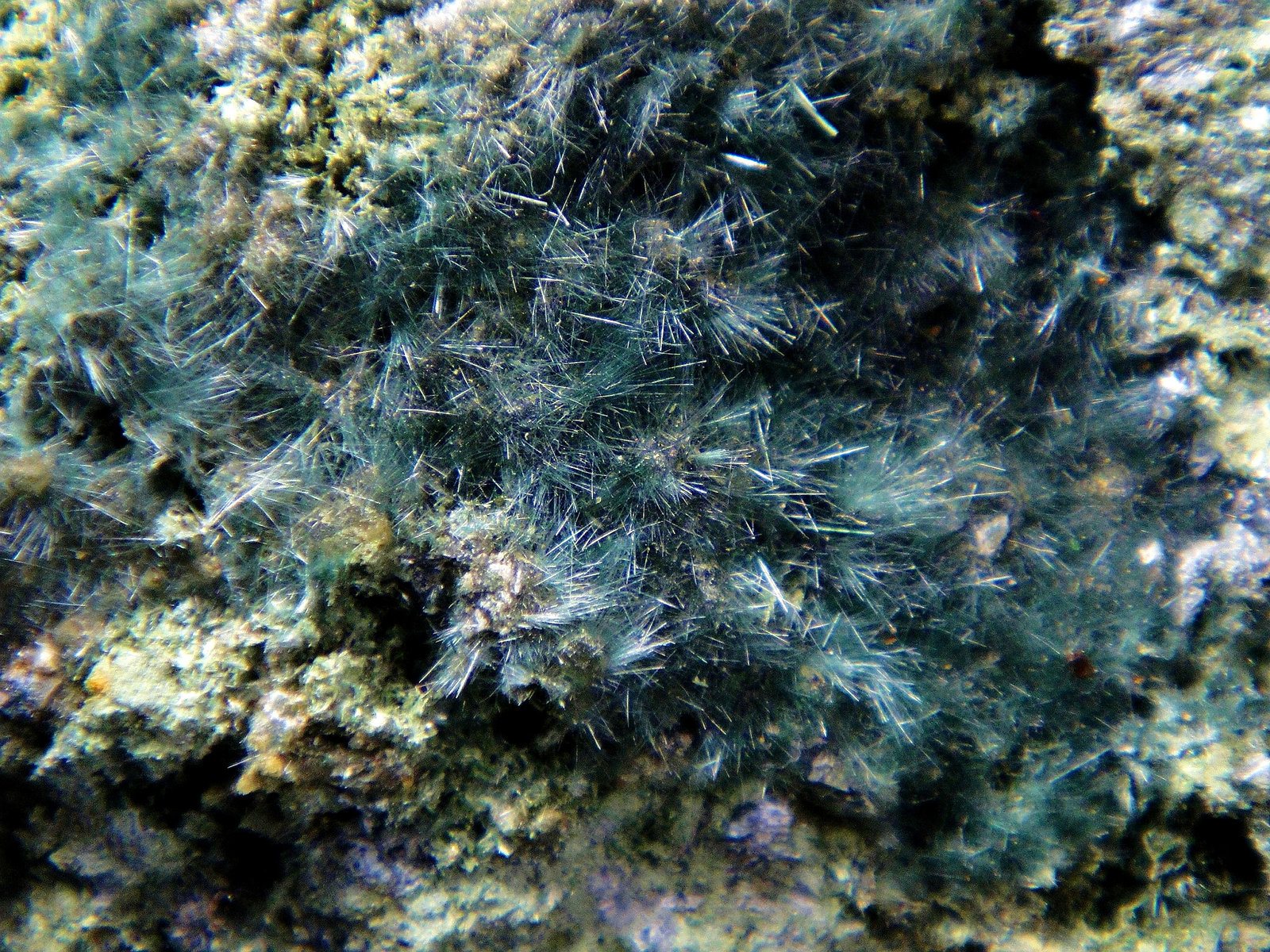 Actinolita (variedad byssolita / bisolita)
Campo de visión 4 cm.
(Autor: Antonio P. López)