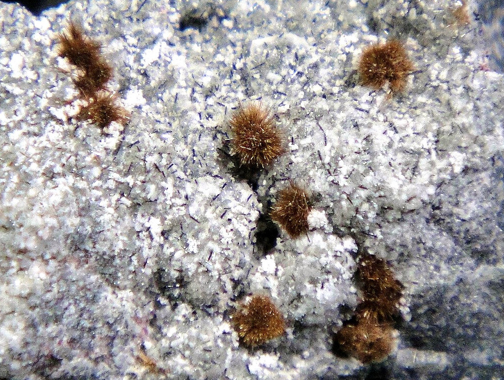 Tuperssuatsiaita
Campo de visión 2 cm.
(Autor: Antonio P. López)