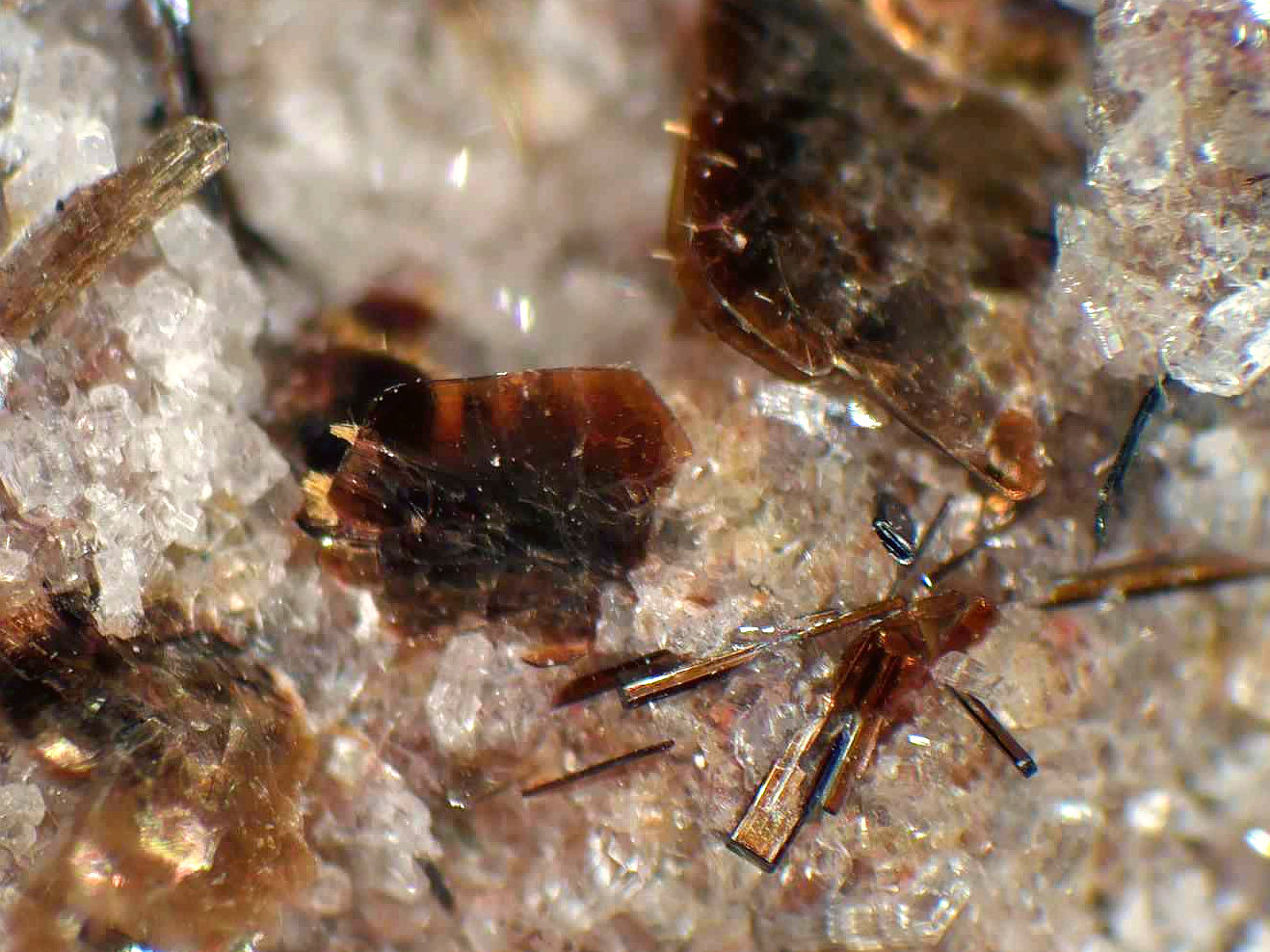 Fluoroflogopita, Armalcolita-Pseudobrookita (Serie)
Cristal de 2 mm.
(Autor: Antonio P. López)