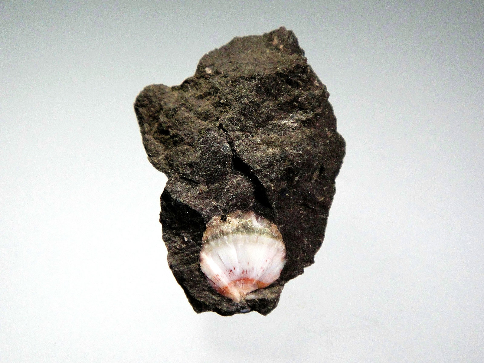 Thomsonita-Ca
4 x 3 cm.
(Autor: Antonio P. López)