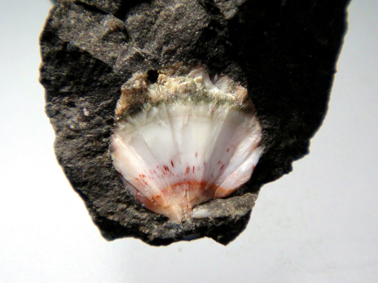 Thomsonita-Ca
Nódulo de 2 cm.
(Autor: Antonio P. López)