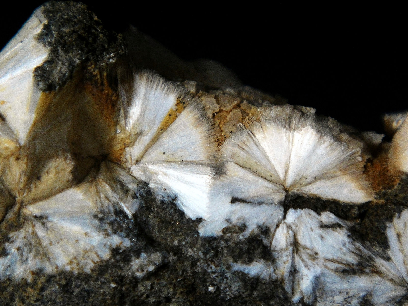 Escolecita
Campo de visión 4 cm.
(Autor: Antonio P. López)