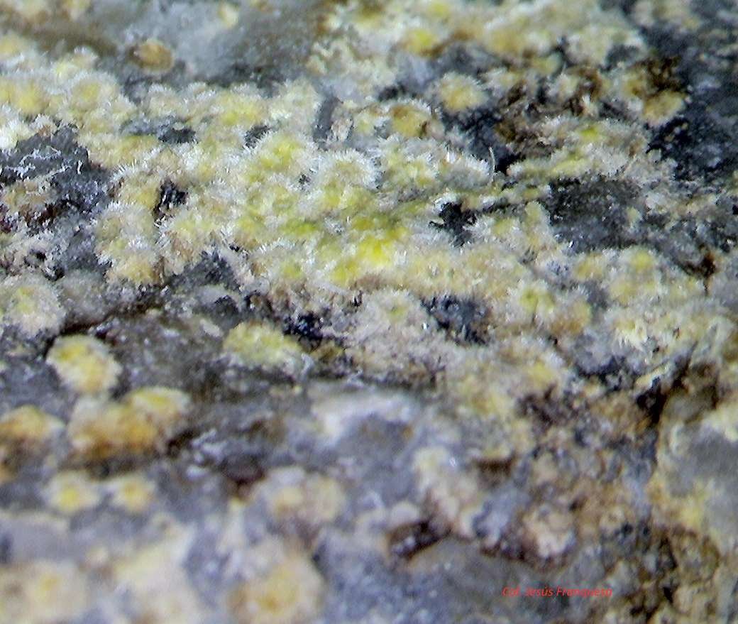 Uranofana.
3´116 x 2´373 mm
(Autor: Jesus Franquesa Baucells)