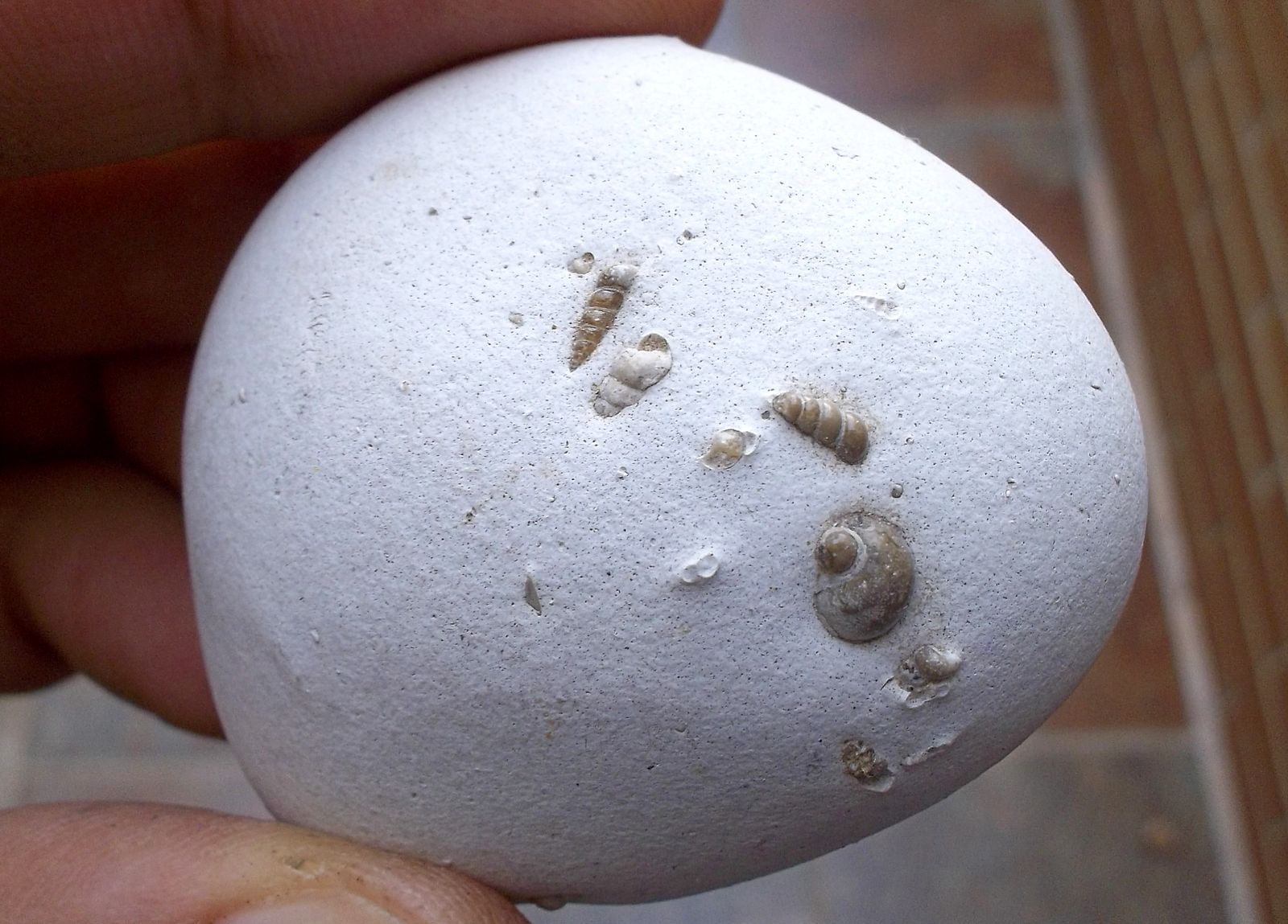 Ópalo
4 x 4,5 cm
(Autor: Cristalino)