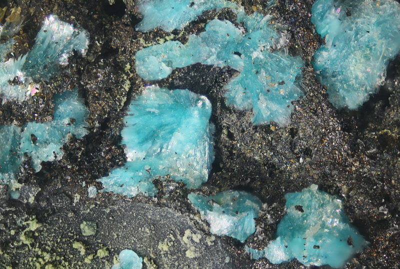 Devillina
Abanico más grande 0.5 mm
(Autor: Jorgina-Agusti-Màrius)