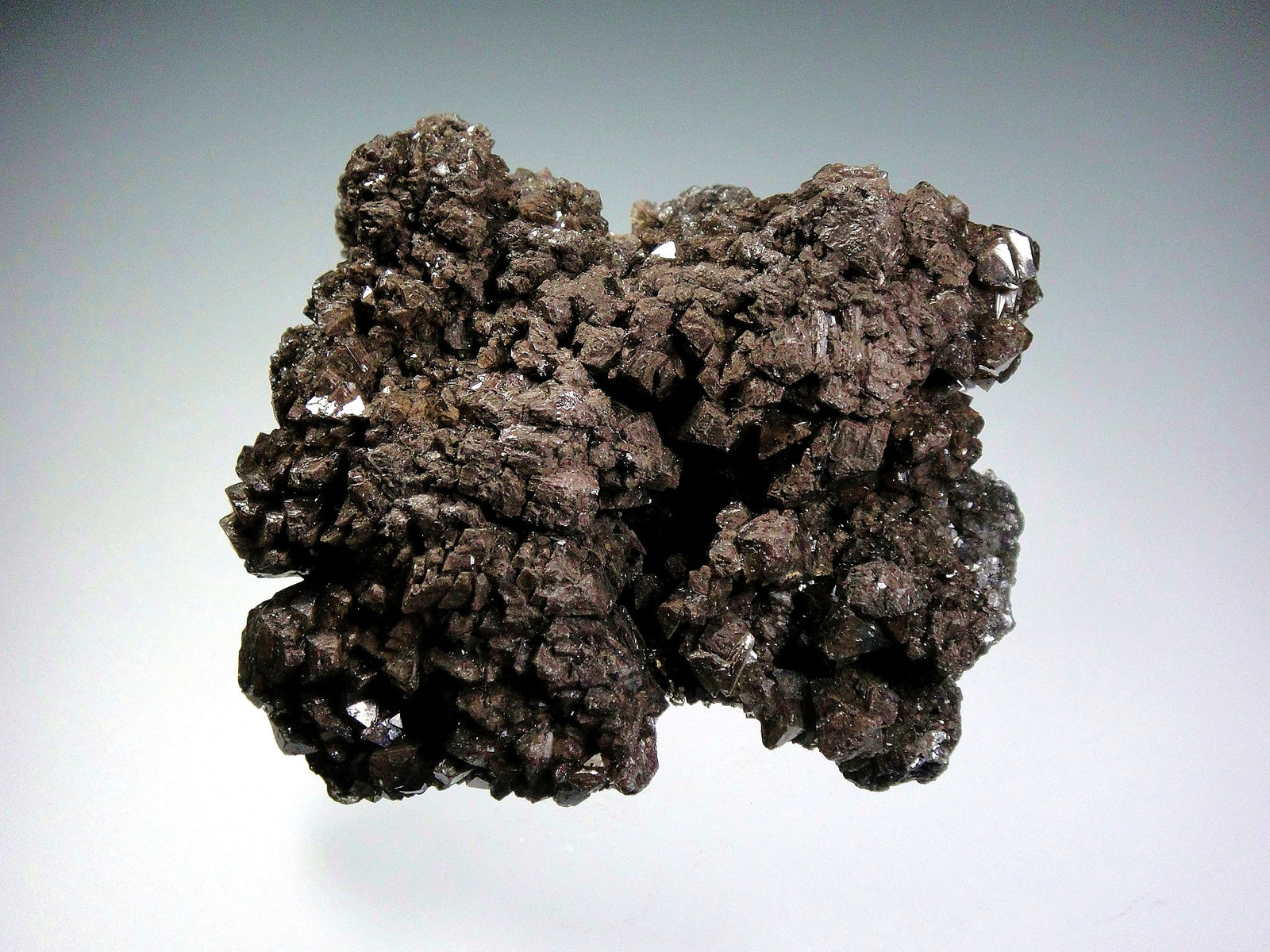 Melita
7 x 6 cm.
(Autor: Antonio P. López)