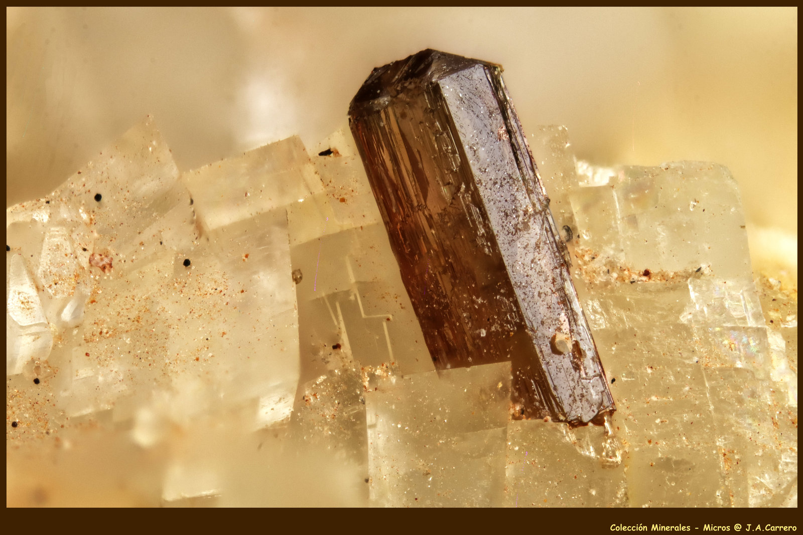 Allanita-(Ce)
FoV: 1,5 x 0,9 mm
(Autor: Jose Angel Carrero)