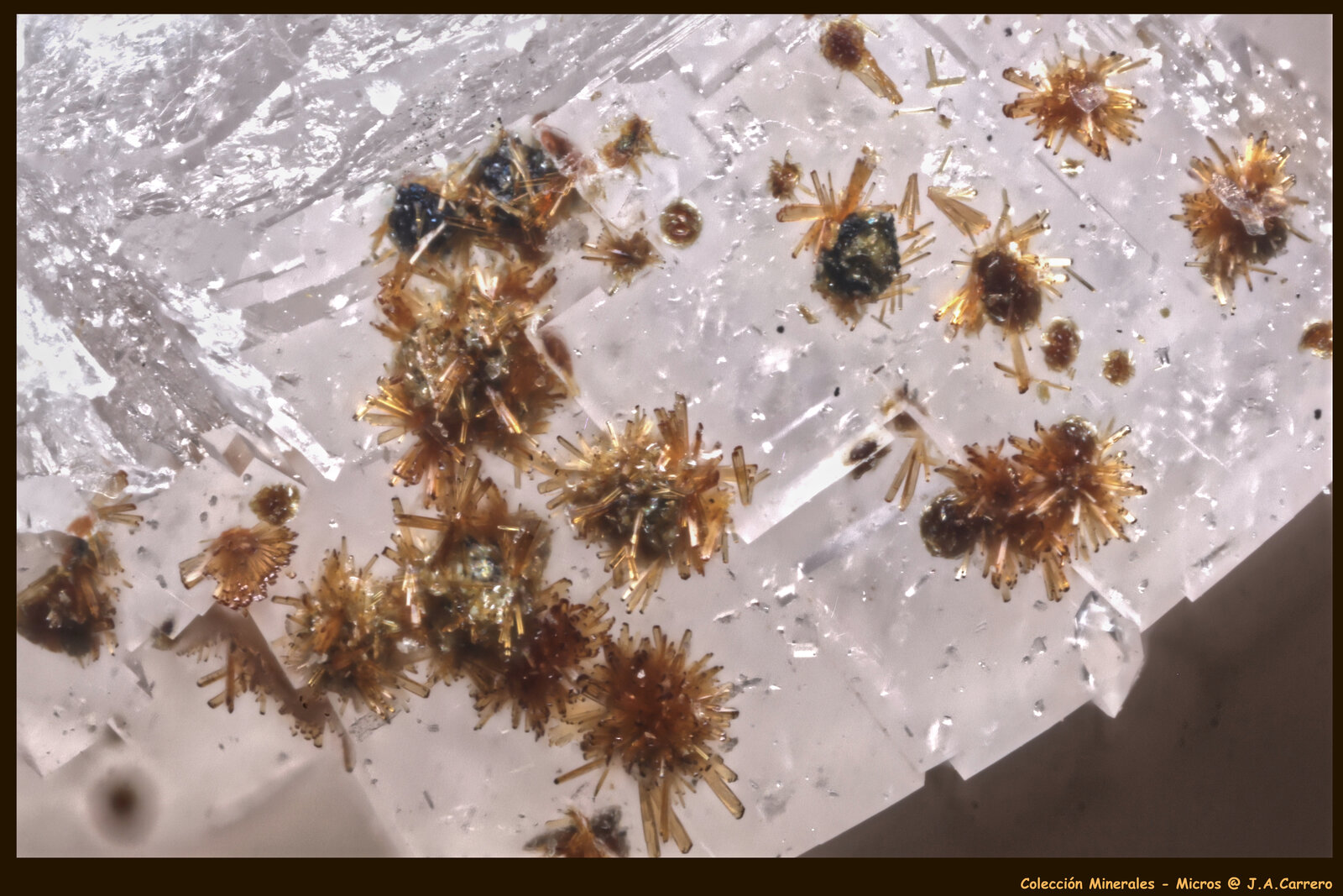 Cobaltlotharmeyerita
FoV: 1 x 0,7 mm
(Autor: Jose Angel Carrero)