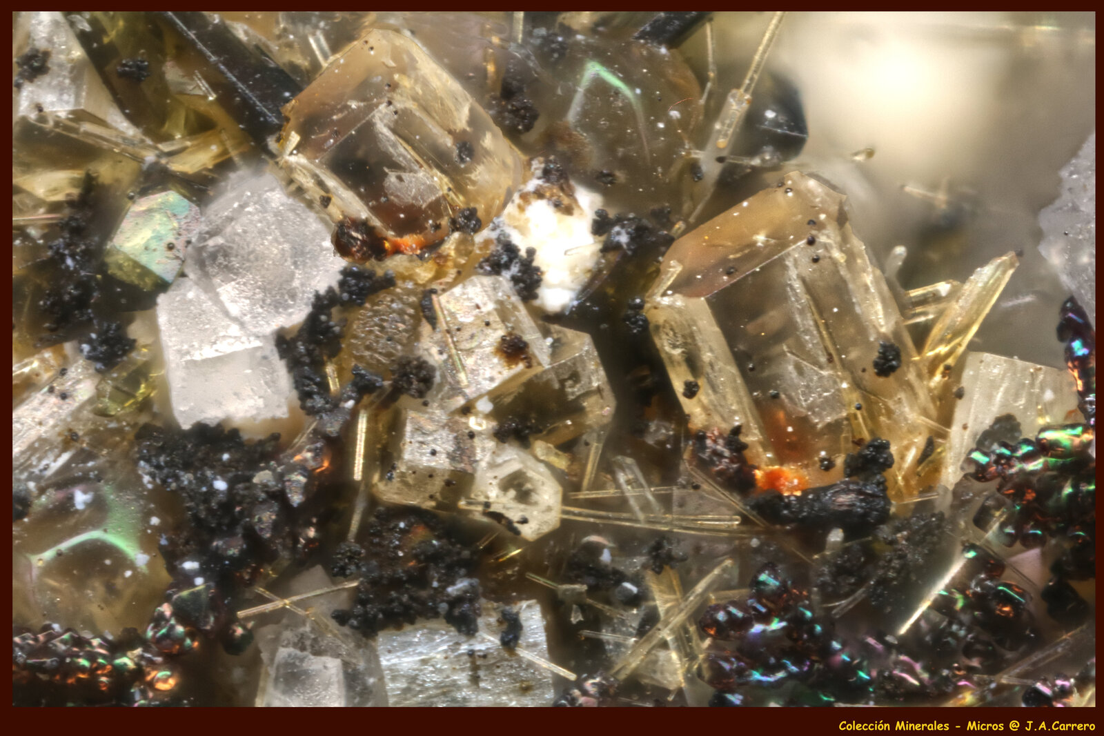 Nefelina con Perovskita, Augita y Fluorapatito
FoV: 1,2 x 0,8 mm
(Autor: Jose Angel Carrero)