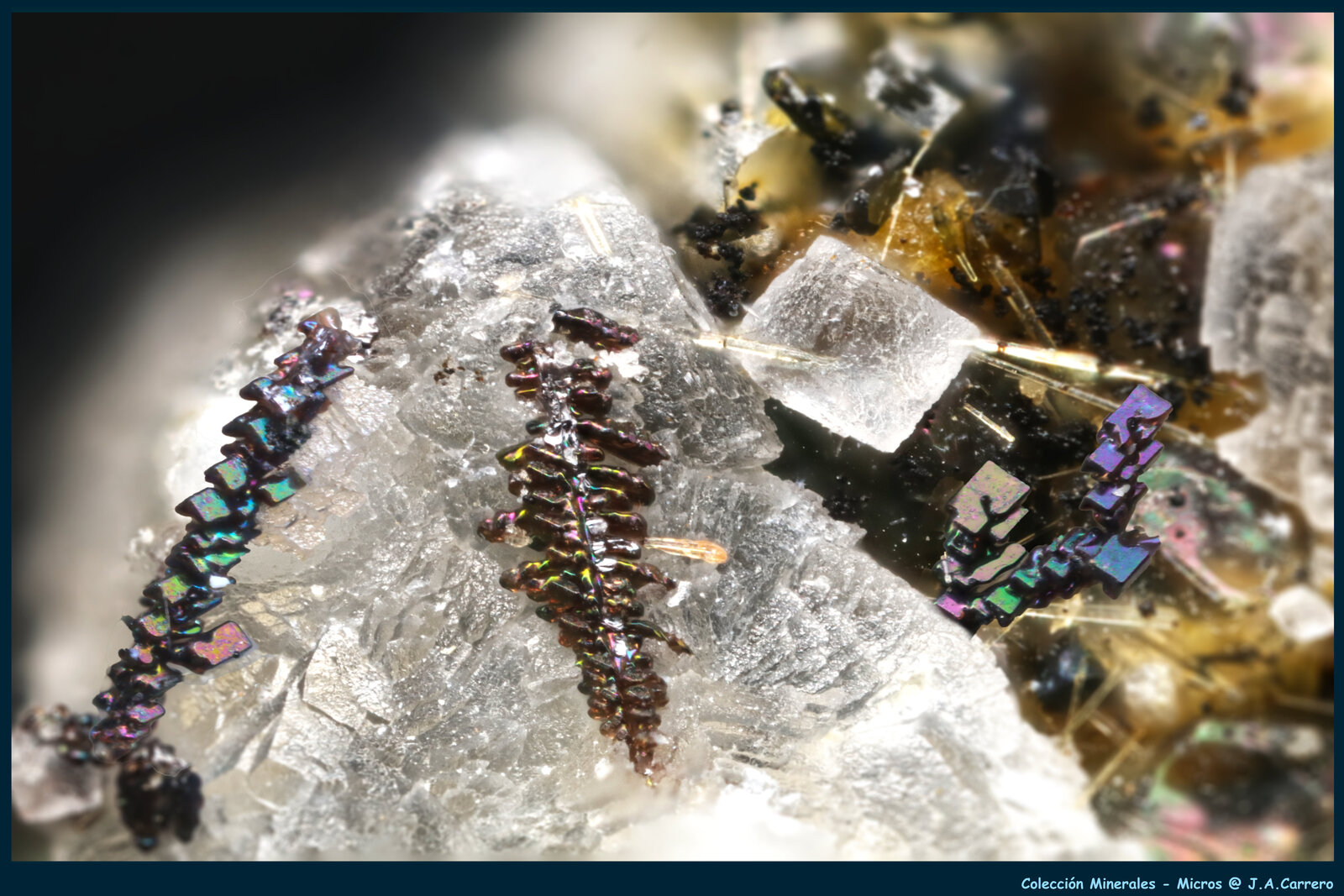 Perovskita con Nefelina, Augita y Fluorapatito
FoV: 2 x 1,3 mm
(Autor: Jose Angel Carrero)