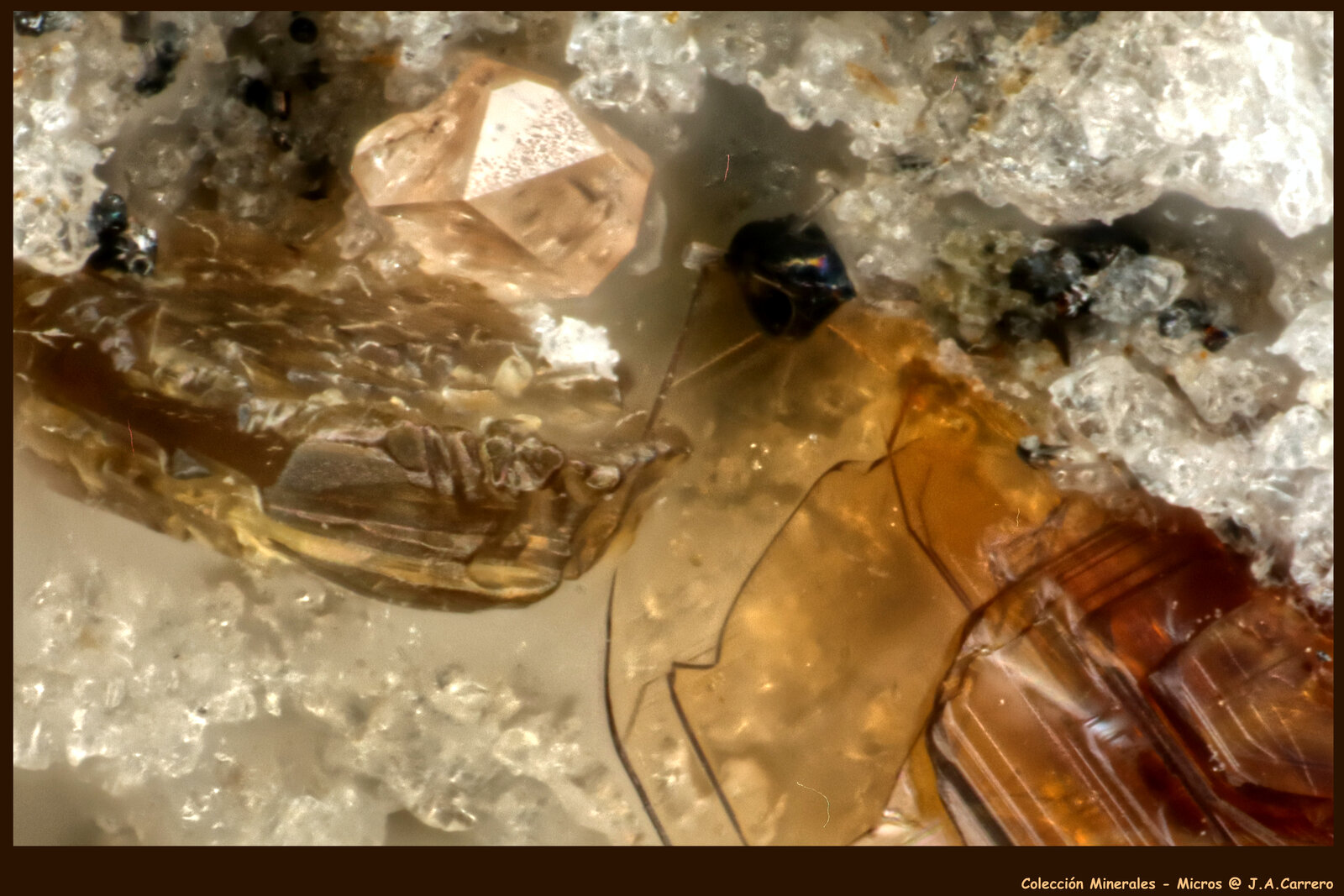 Zircón, Fluoroflogopita
FoV: 1,2 x 0,8 mm
(Autor: Jose Angel Carrero)