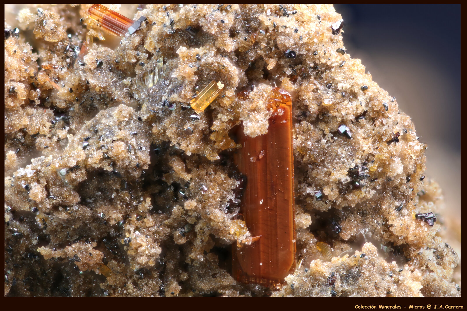 Kaersutita, Hematites
Nickenicher Weinberg (Nickenicher Sattelberg), Nickenich, Pellenz, Mayen-Koblenz, Eifel, Renania-Palatinado/Rheinland-Pfalz, Alemania
FoV: 2 x 1,4 mm
(Autor: Jose Angel Carrero)