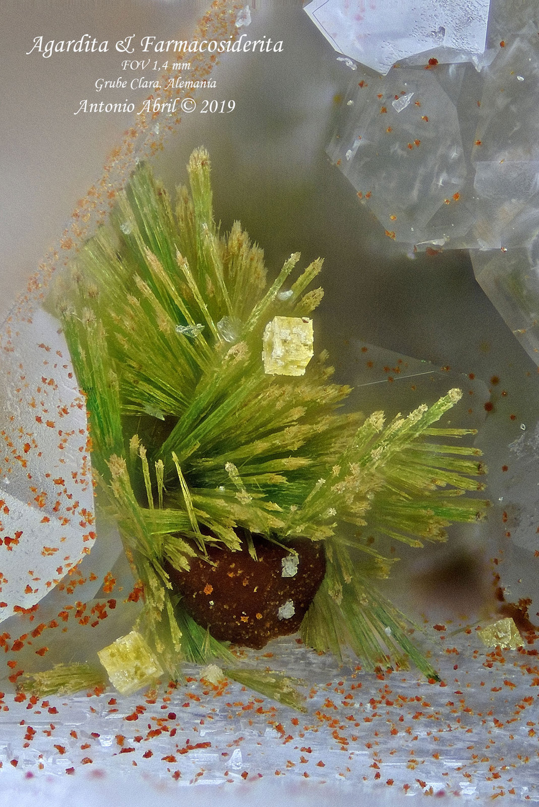 'Agardita' ['Agardite'] y Farmacosiderita [Pharmacosiderite]
1,4 mm.
(Autor: Antonio Abril)