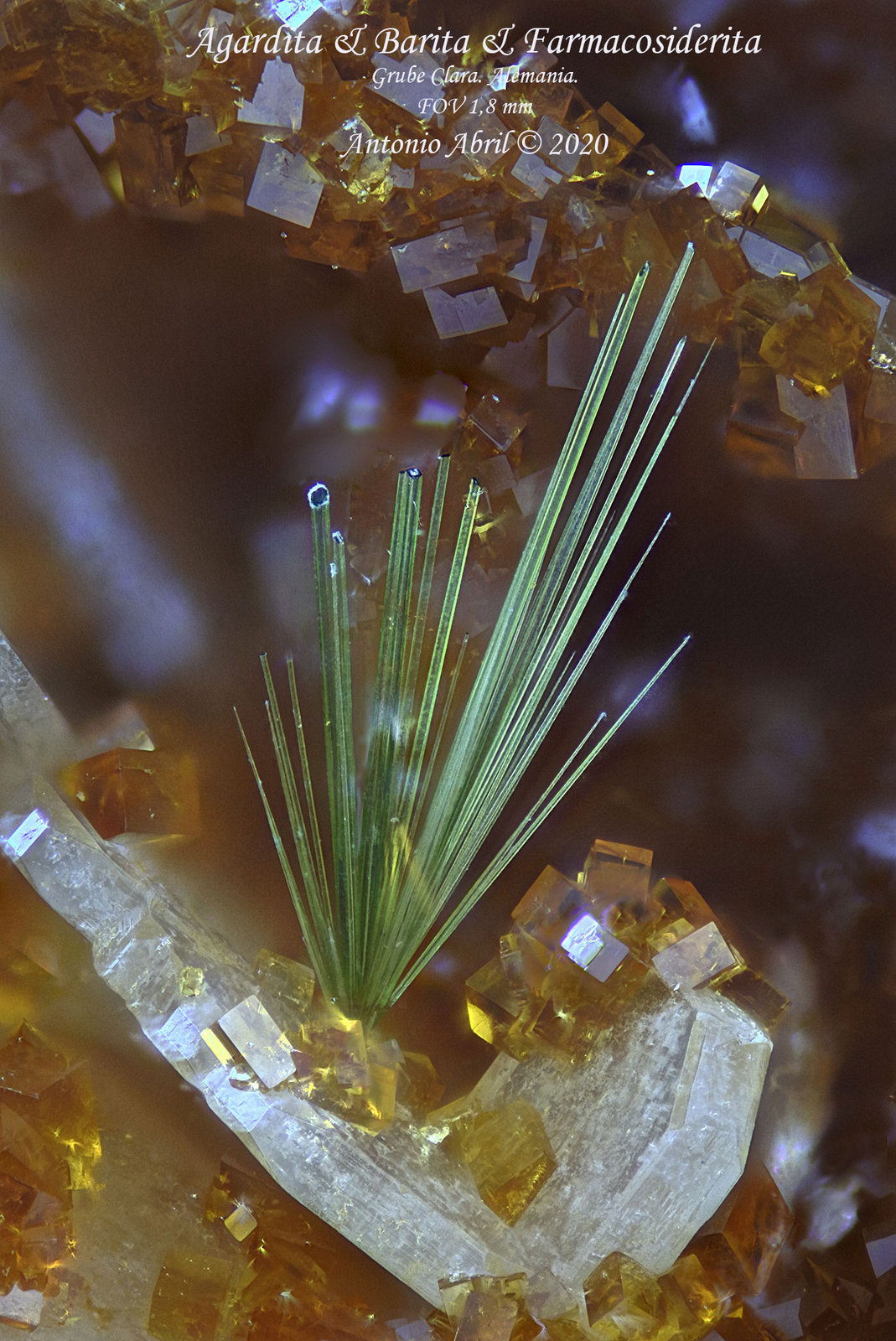 'Agardita'
1.2 mm
(Autor: Antonio Abril)