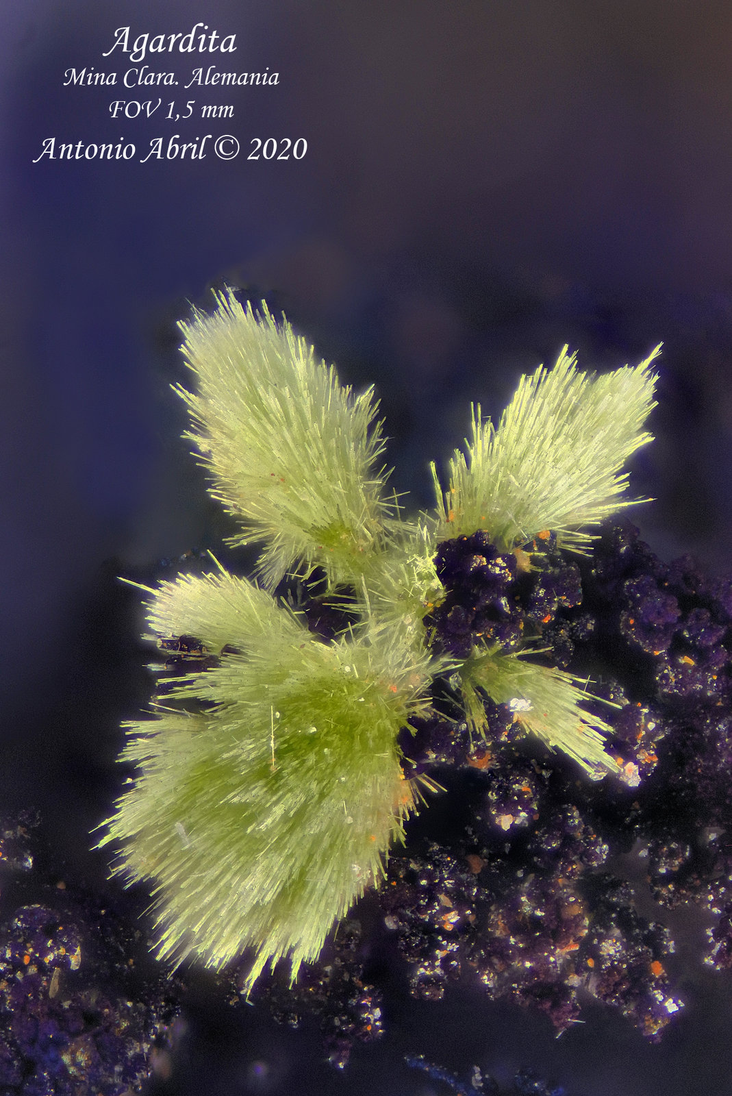 'Agardita'
1.5 mm
(Autor: Antonio Abril)