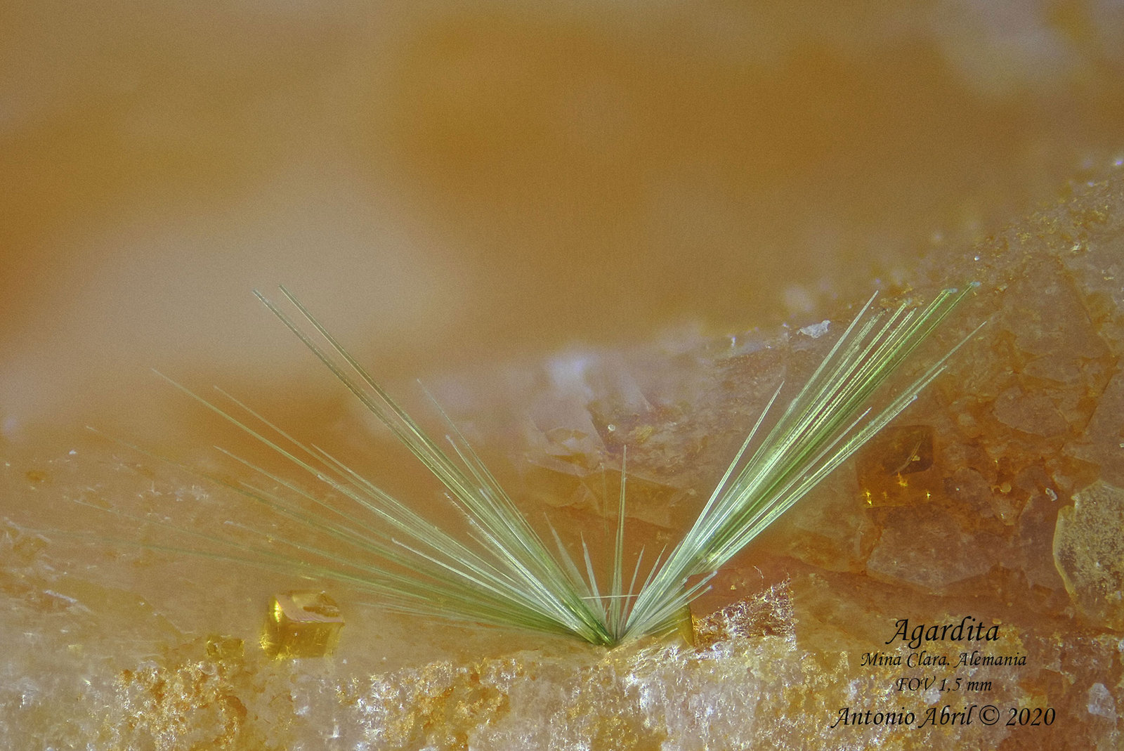 'Agardita'
1.4 mm
(Autor: Antonio Abril)
