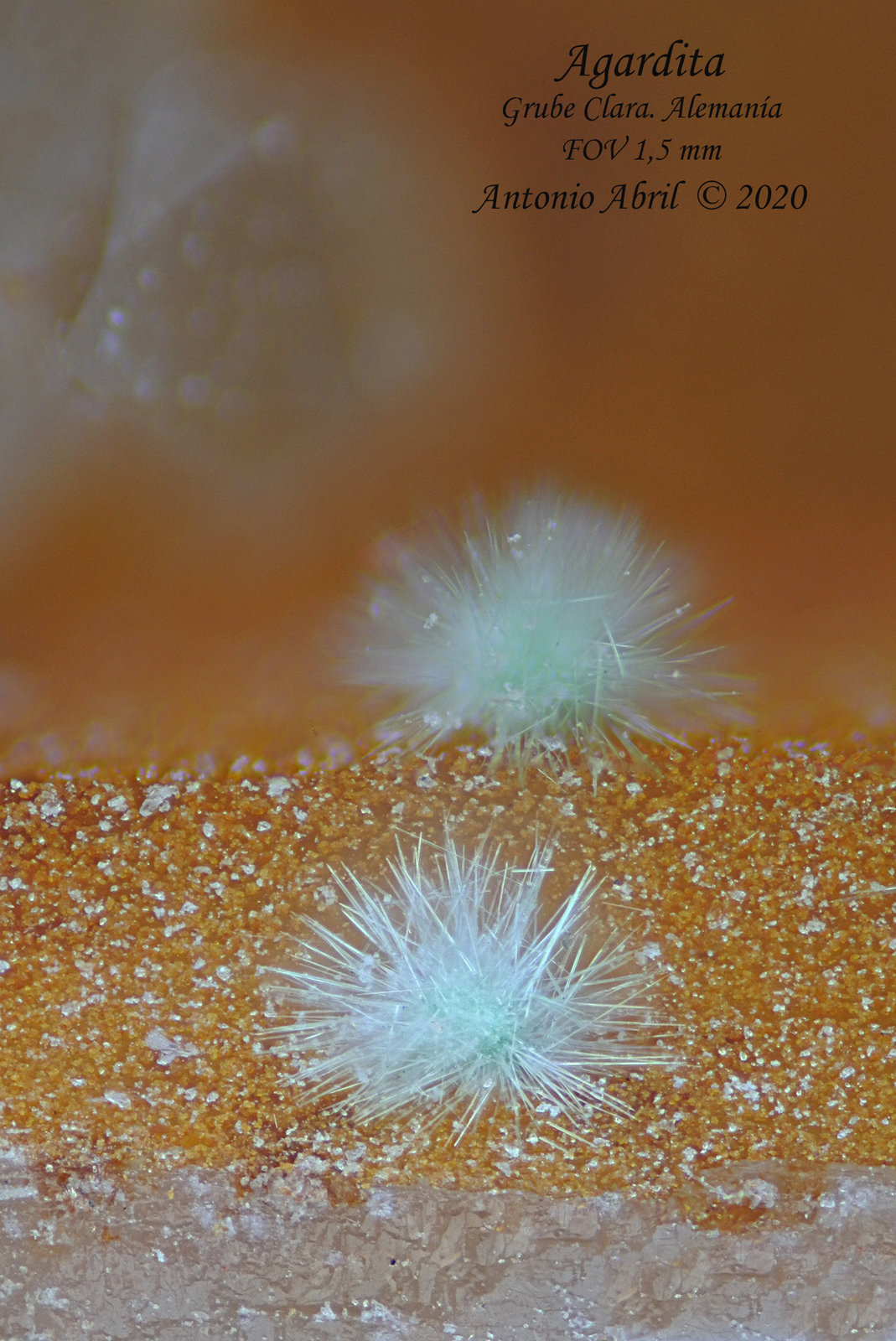 'Agardita'
1.5 mm
(Autor: Antonio Abril)