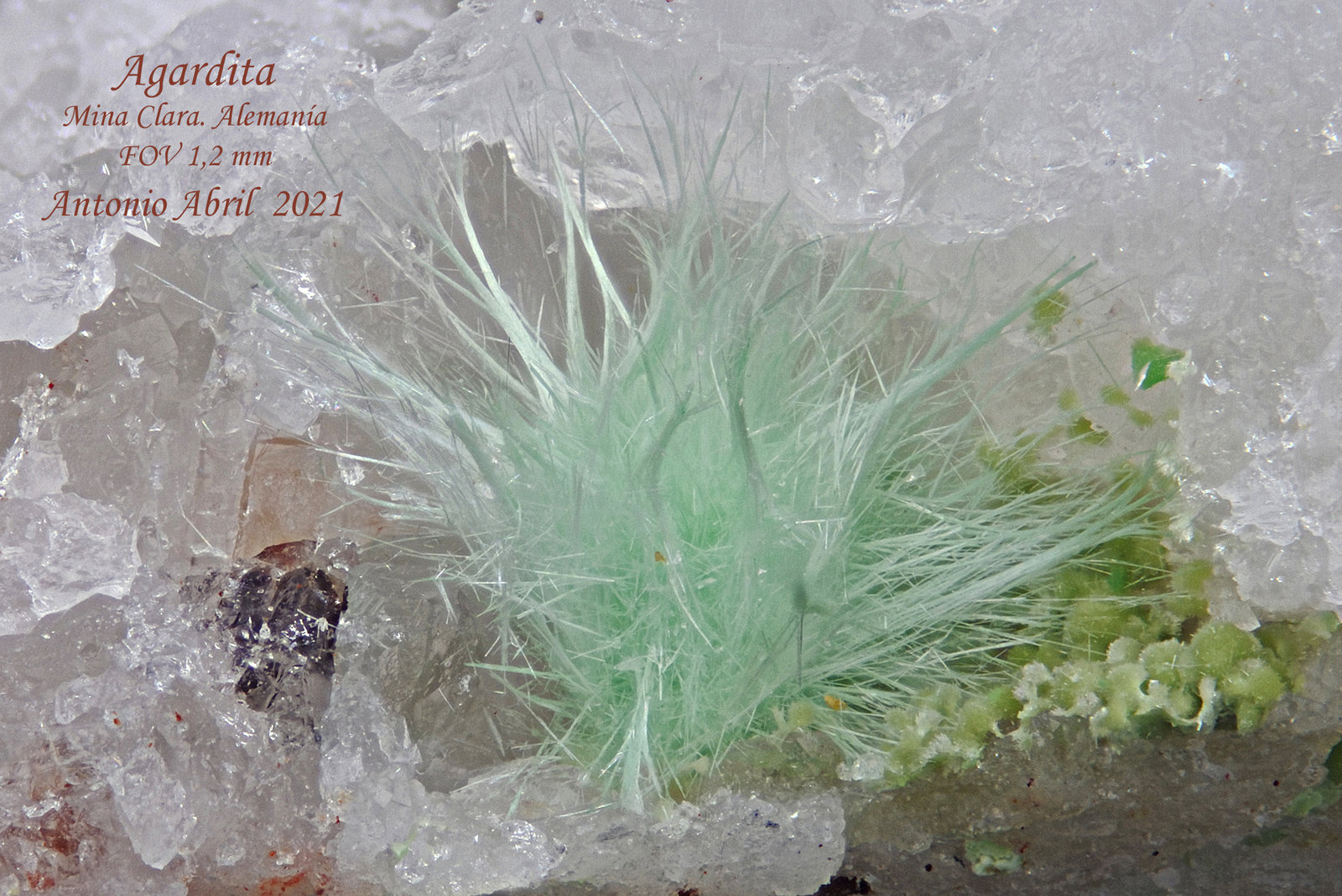 'Agardita'
1,2 mm.
(Autor: Antonio Abril)