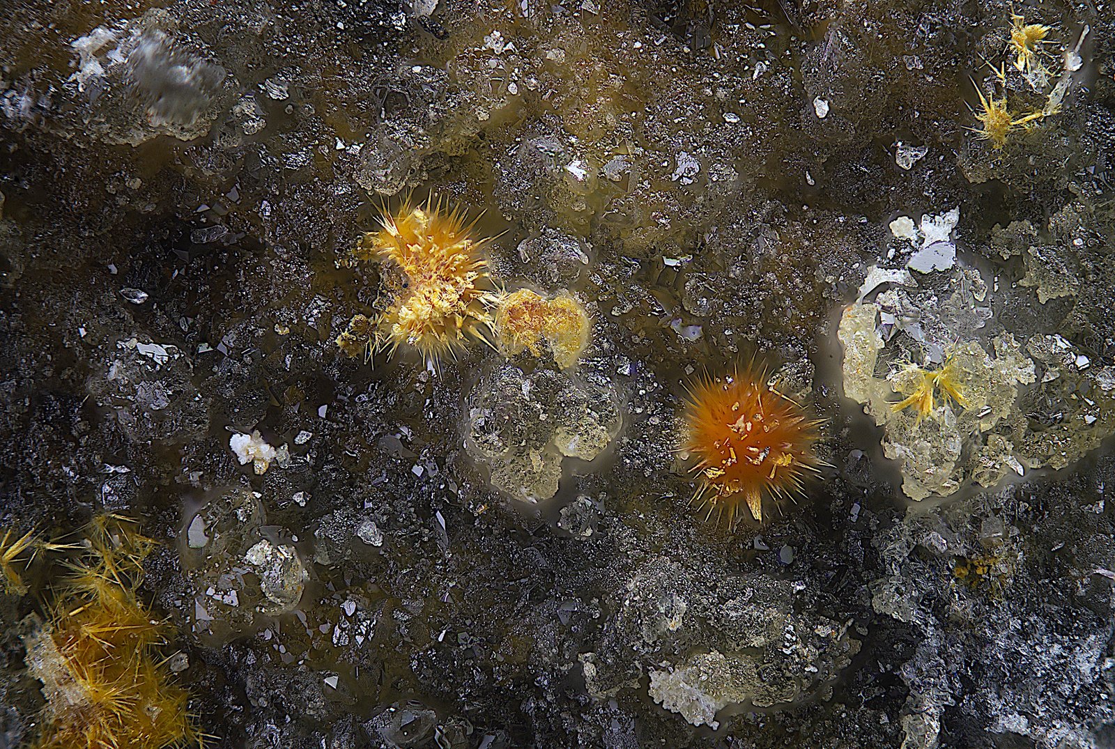 Karibibita
Campo de visión de  1 mm.
(Autor: Antonio Carmona)