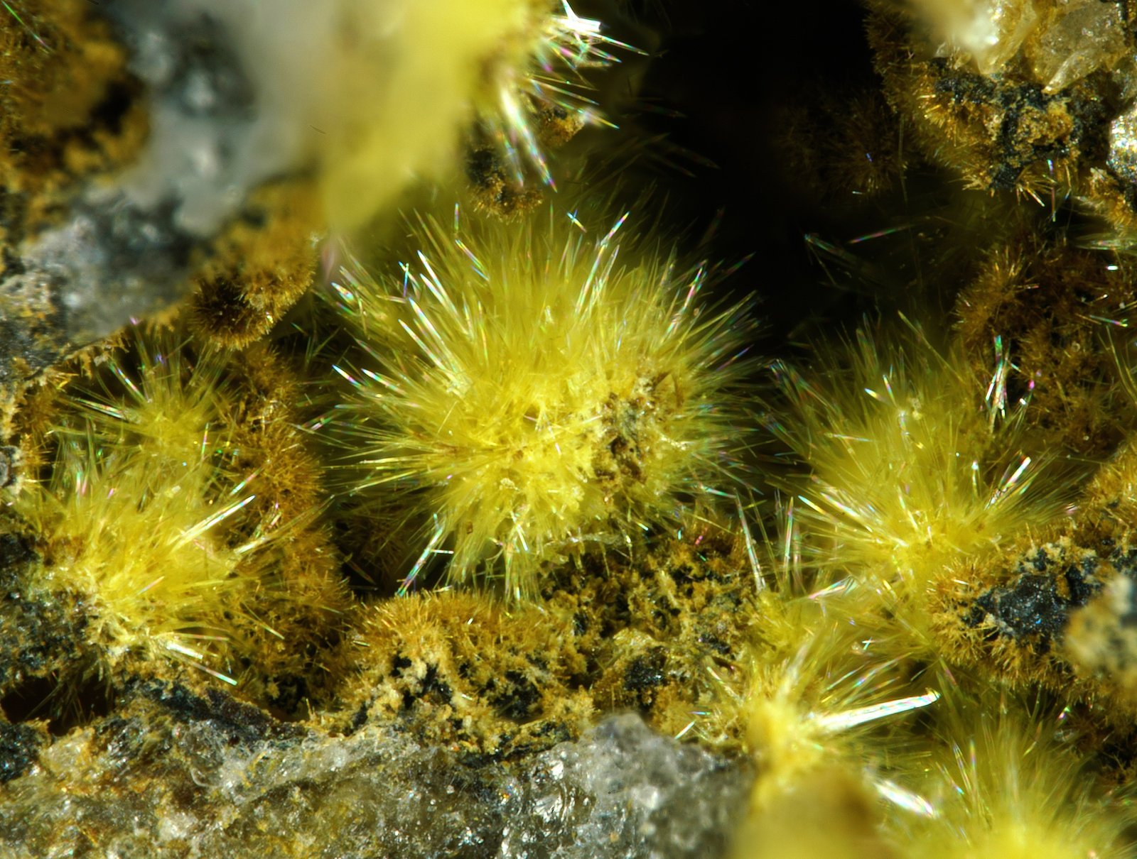 Alcantarillaíta
fov 2.6 mm
(Autor: Antonio P. López)