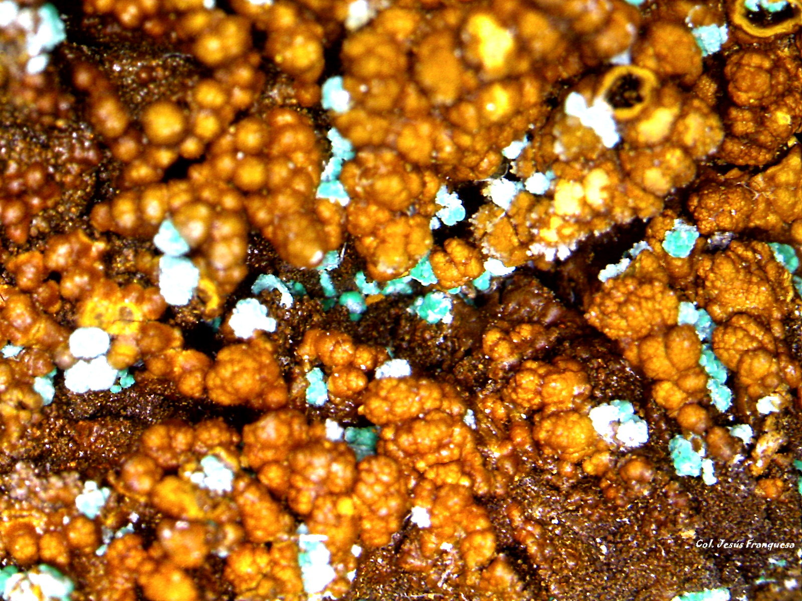 Alofana.
3´846 x 2´324 mm.
(Autor: Jesus Franquesa Baucells)
