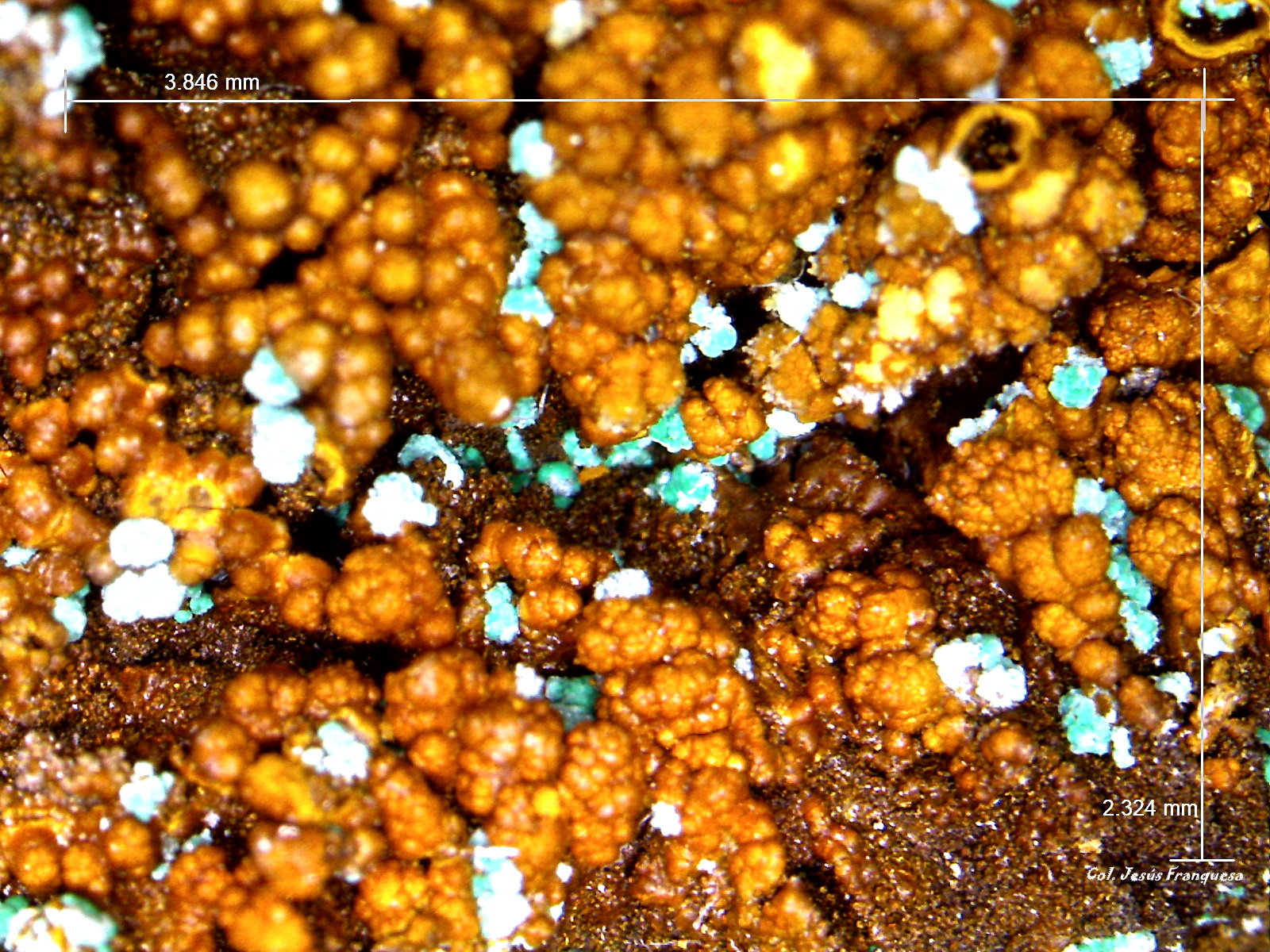 Alofana.
3´846 x 2´324 mm.
(Autor: Jesus Franquesa Baucells)