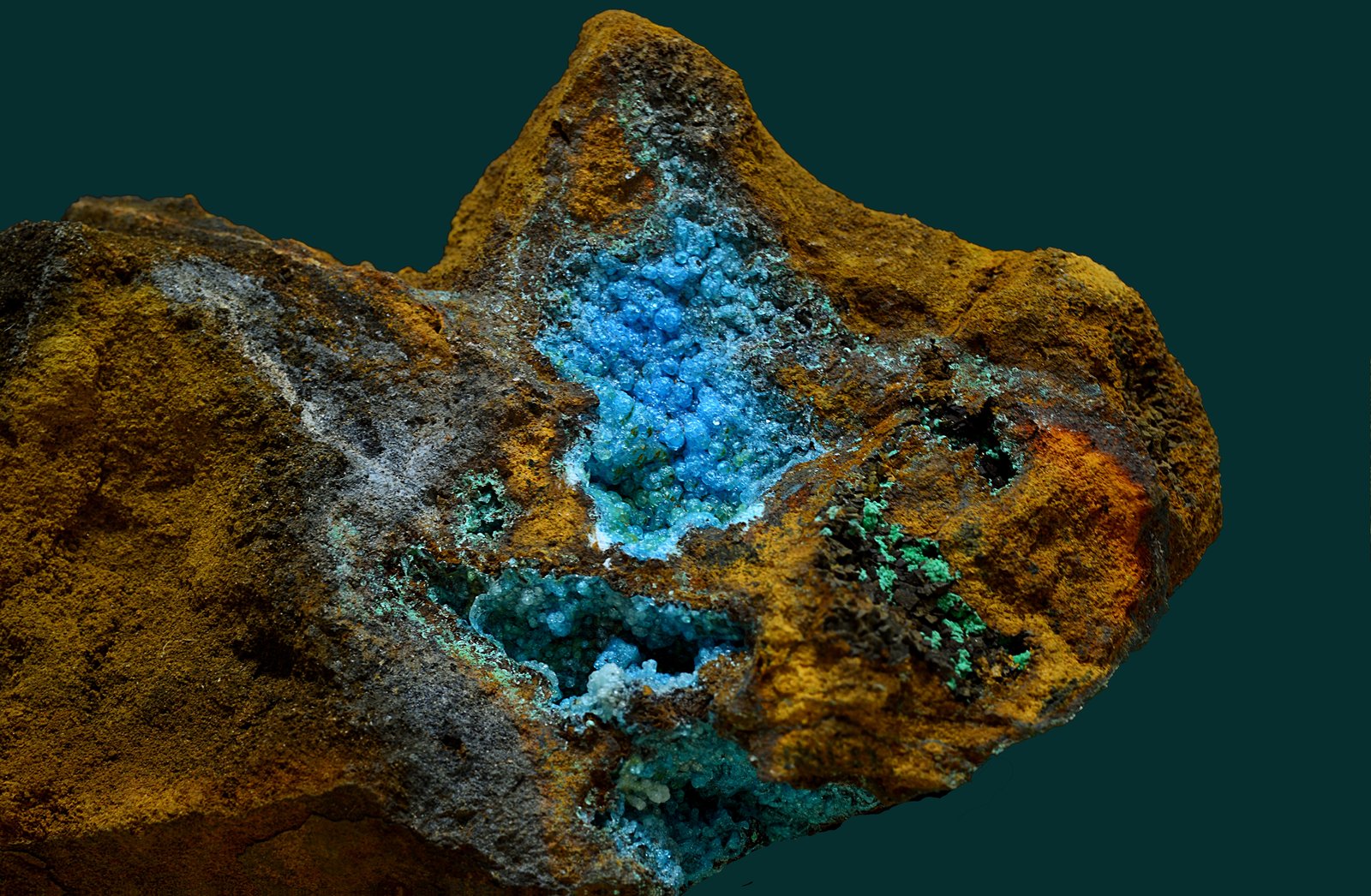 Alofana
7 x 5 cm
(Autor: Antonio Carmona)