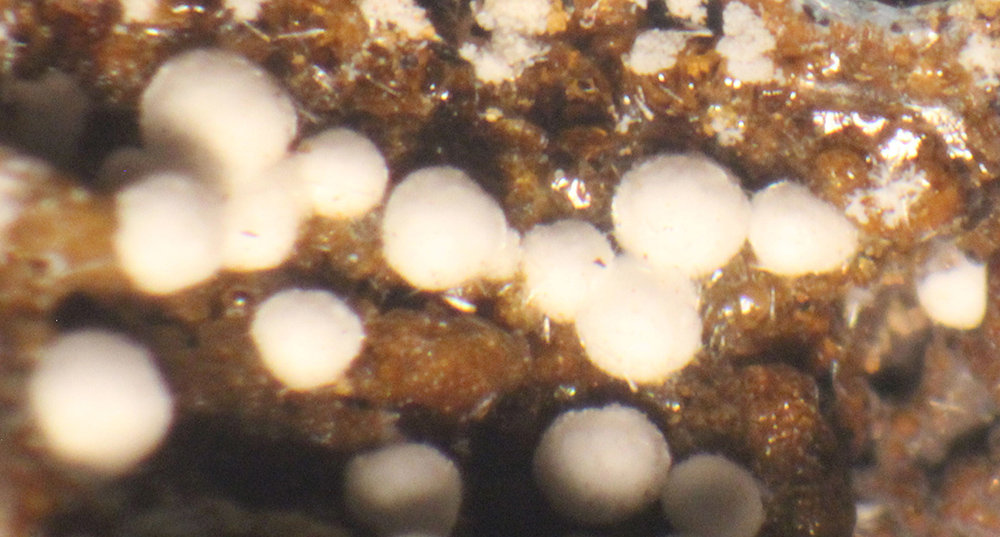 Alumohydrocalcita
21 x 17 x 15mm.
(Autor: José Luis Zamora)