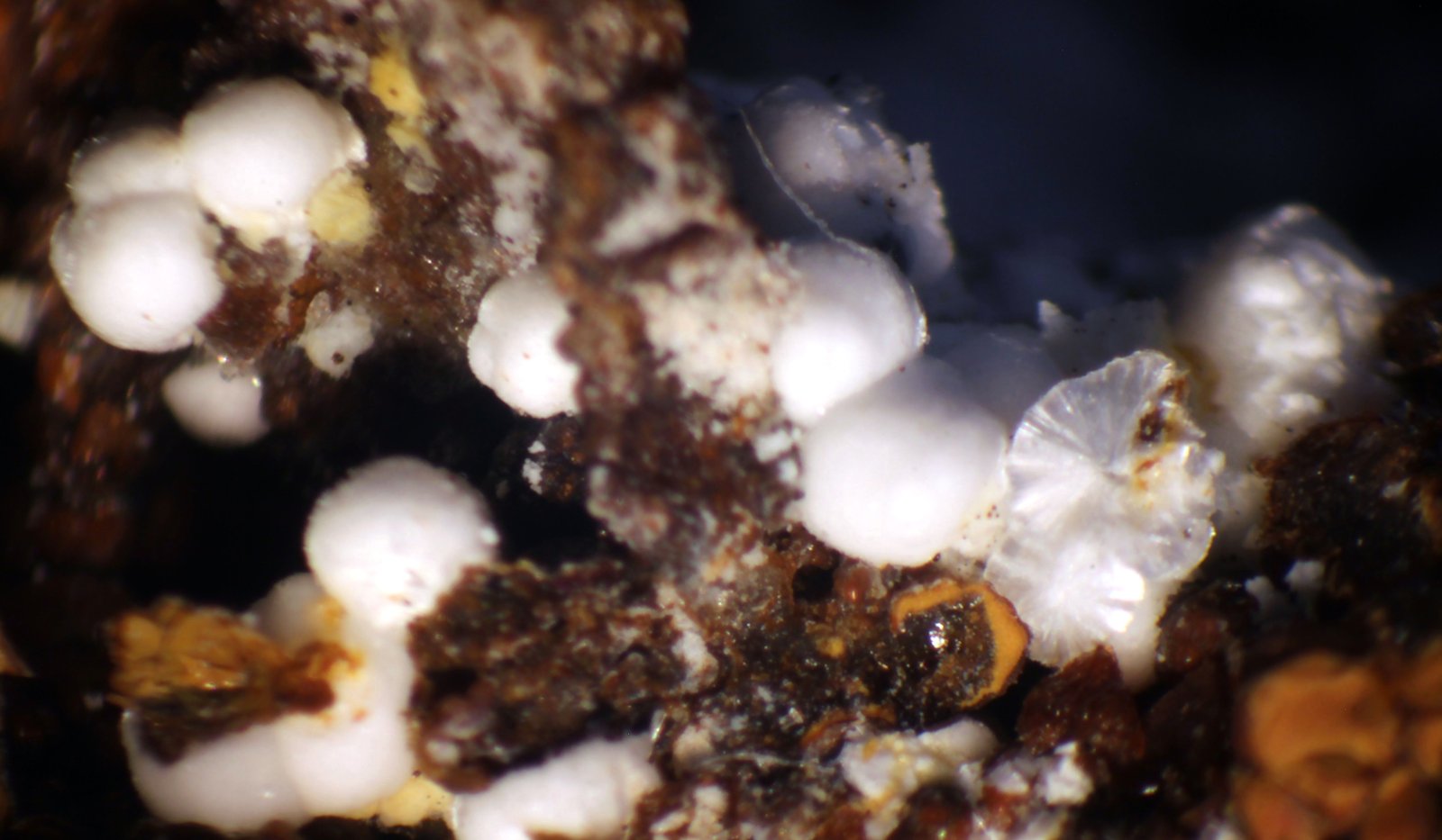 Alumohidrocalcita
+-2 mm
(Autor: José Luis Zamora)