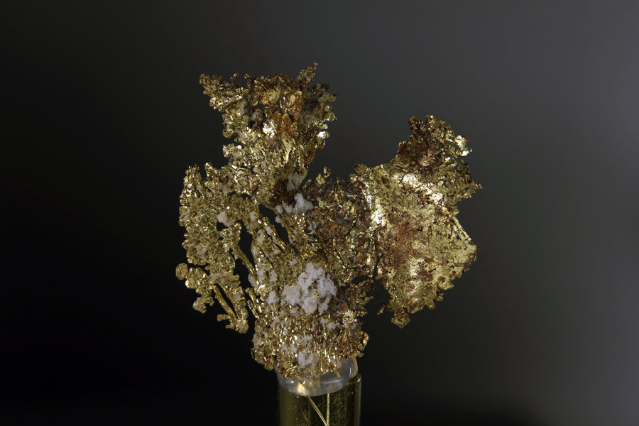 Oro
Encuadre 37,38mm
(Autor: Oscar Fernandez)