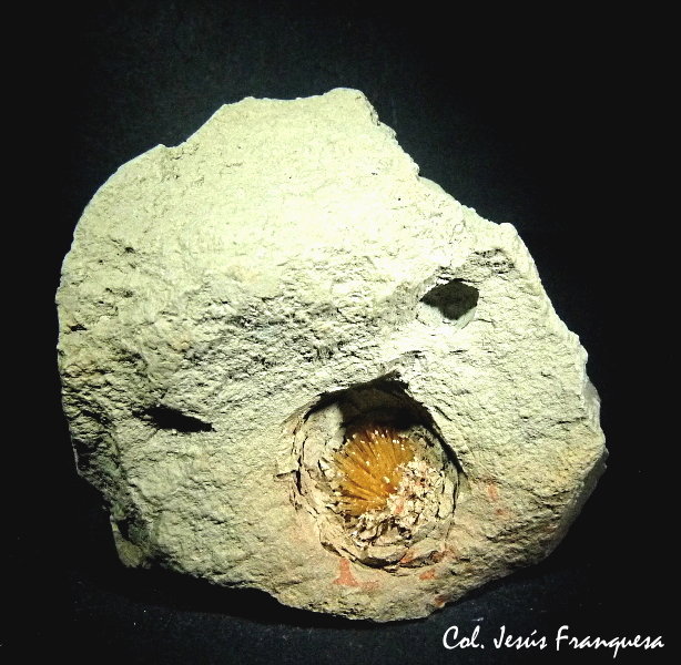Aragonito.
80x60 mm.
(Autor: Jesus Franquesa Baucells)