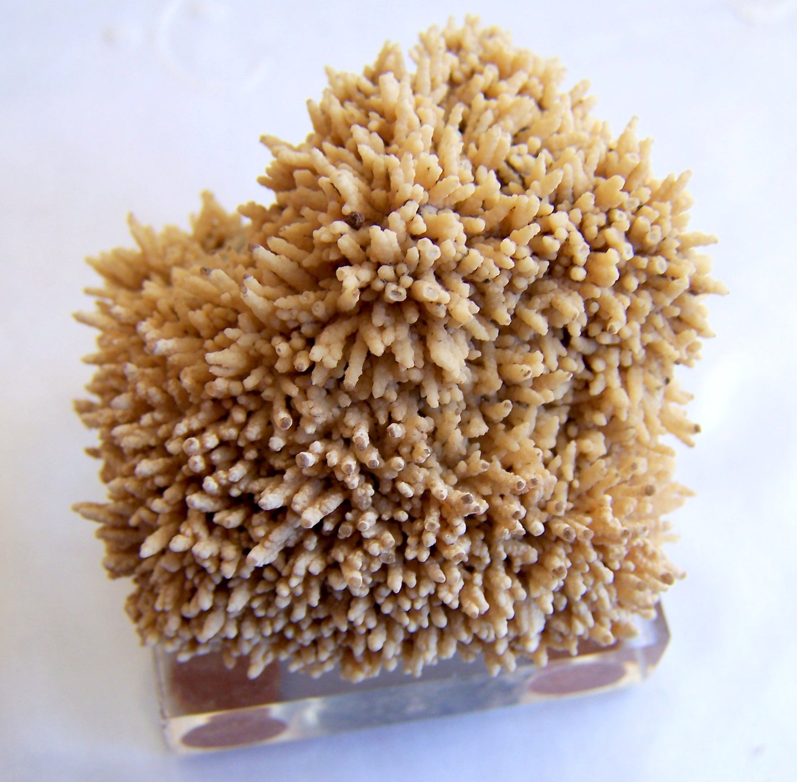Aragonito
6cm
(Autor: canada)