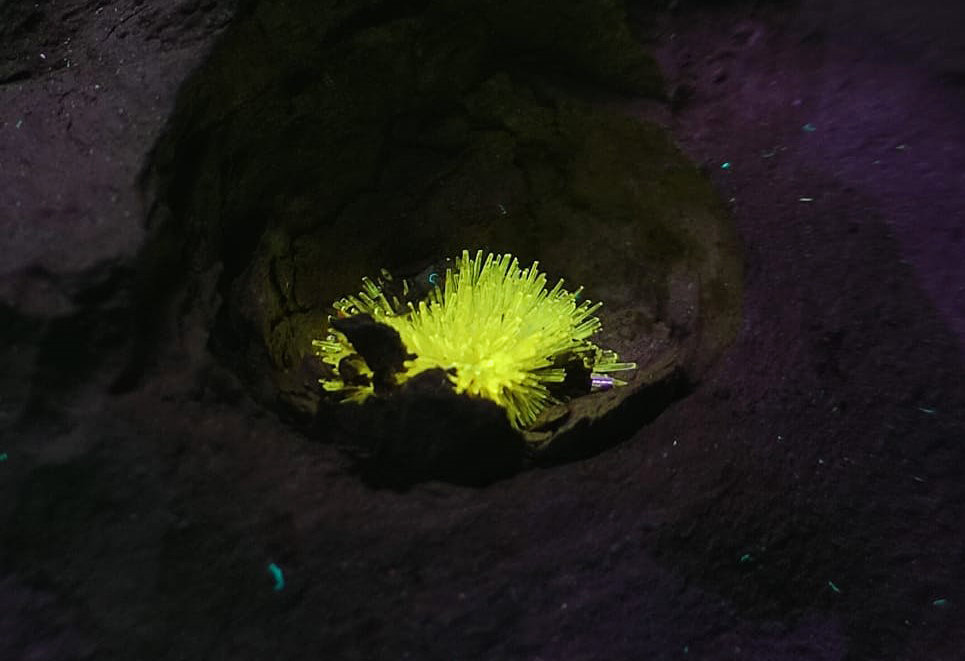 Aragonito
grupo  1.8 cm
(Autor: Cesar M. Salvan)